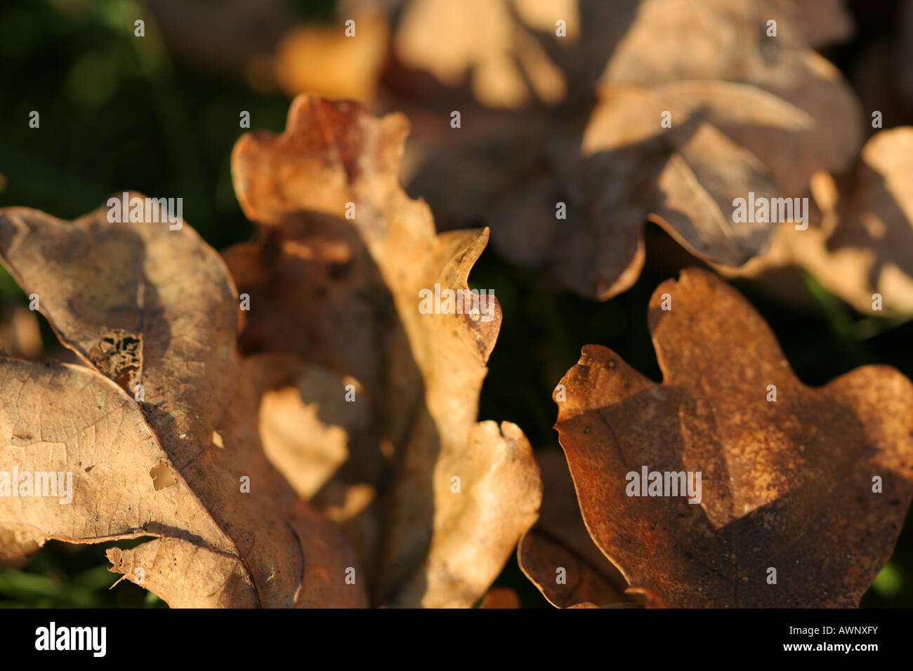 Dry oak leaves that have fallen on the ground Stock Photo - Alamy