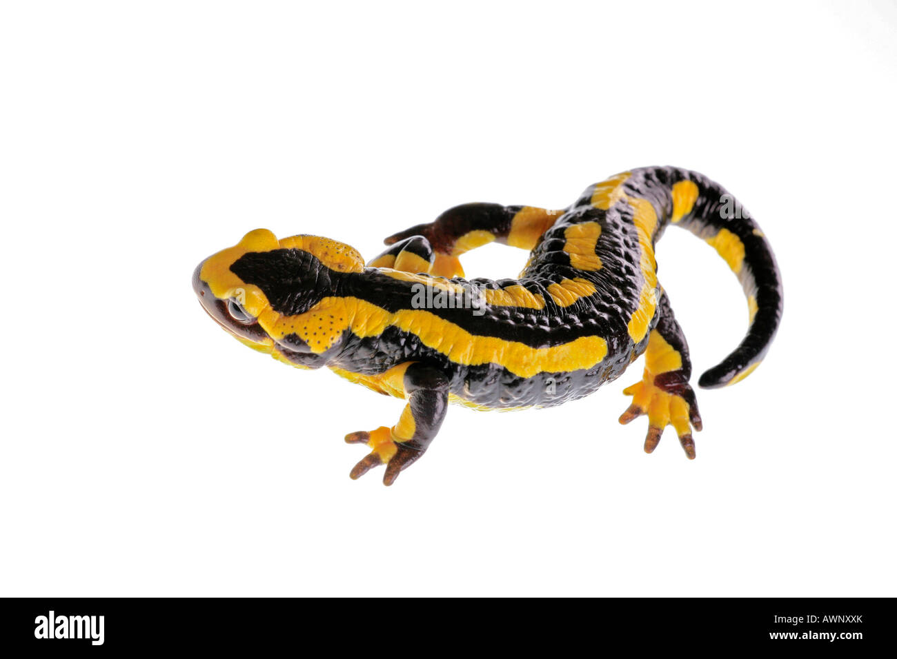 Fire salamander, salamandra salamandra, cut out Stock Photo