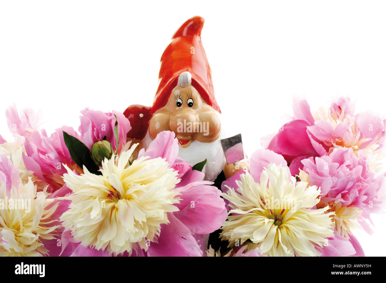 Garden gnome with peonies Stock Photo