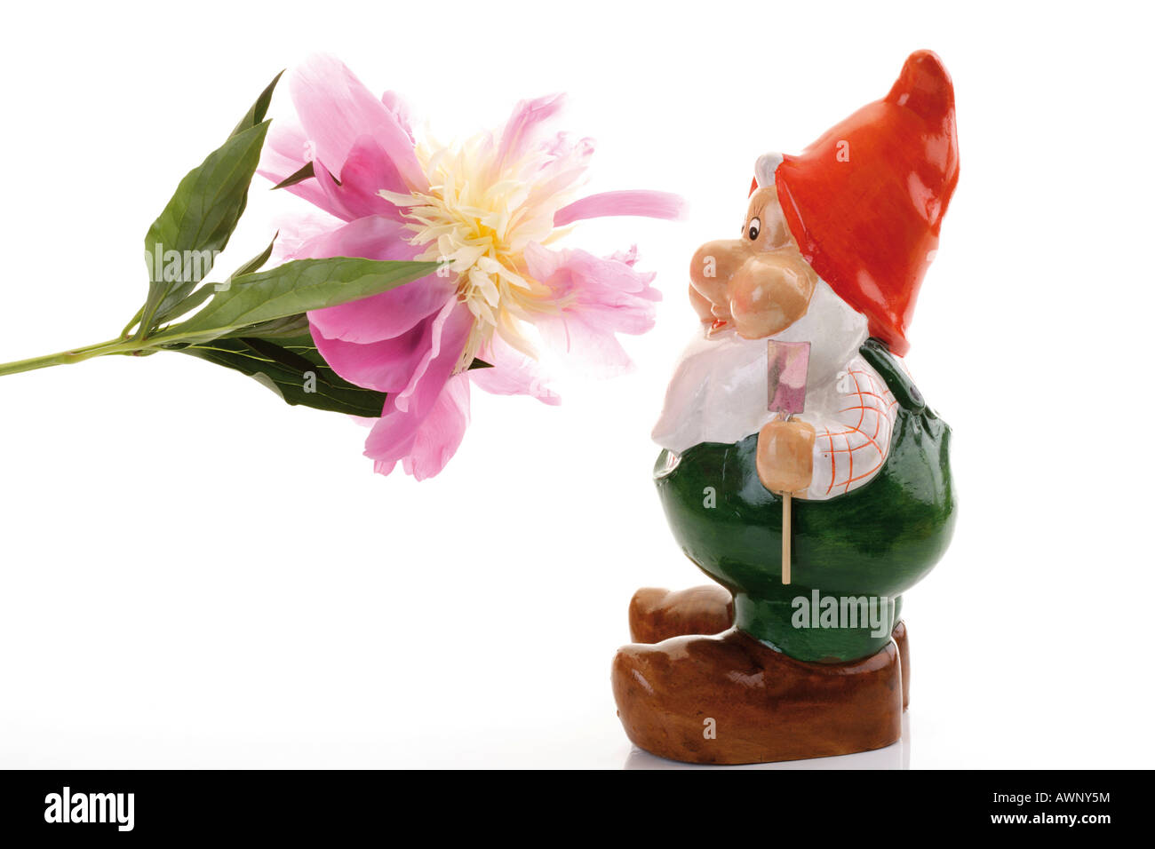 Garden gnome with peony Stock Photo