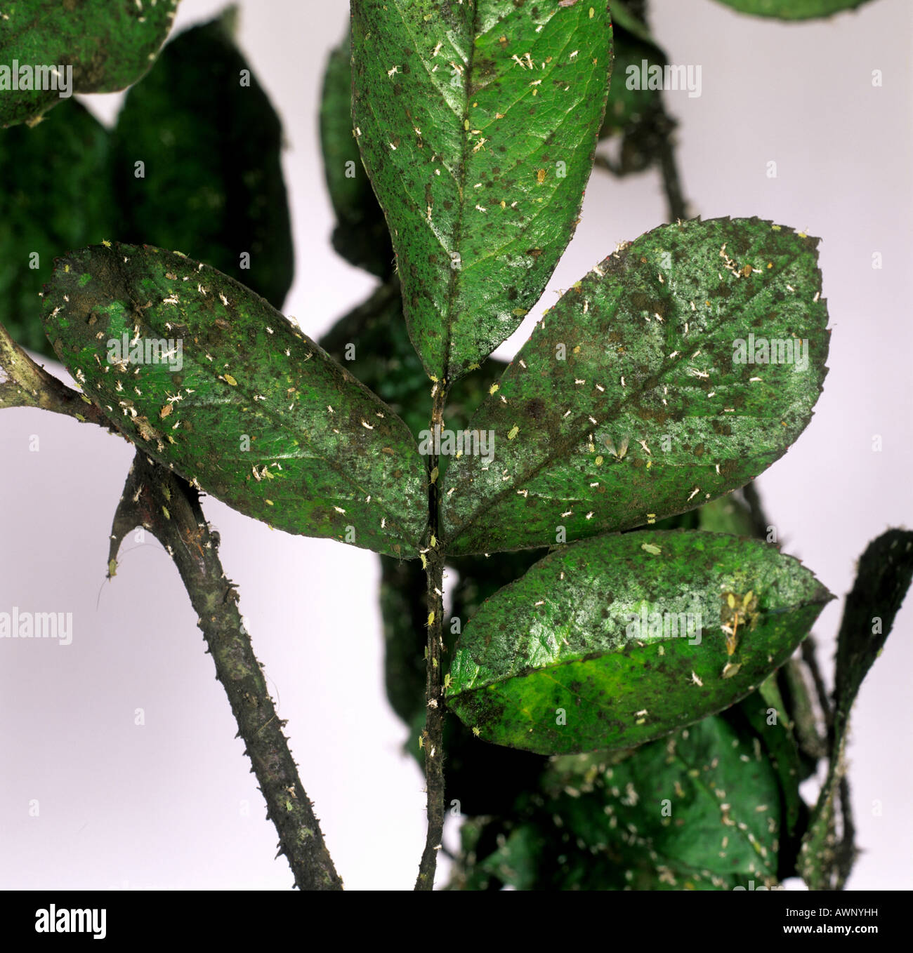 Sooty mould formed on the honeydew caused by rose aphids Macrosiphum rosae on rose leaves Stock