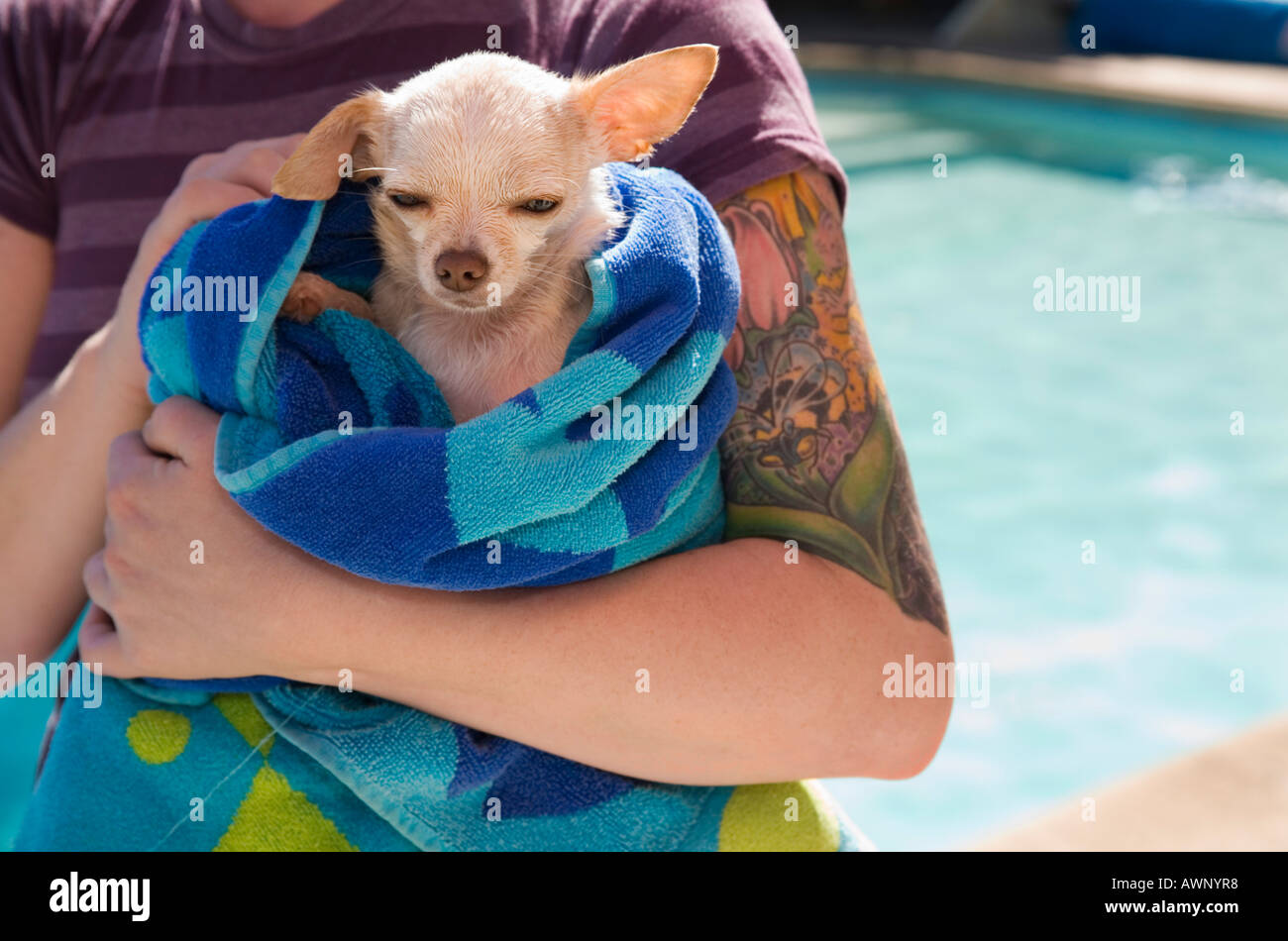 Small dog being dried off in a towel Stock Photo