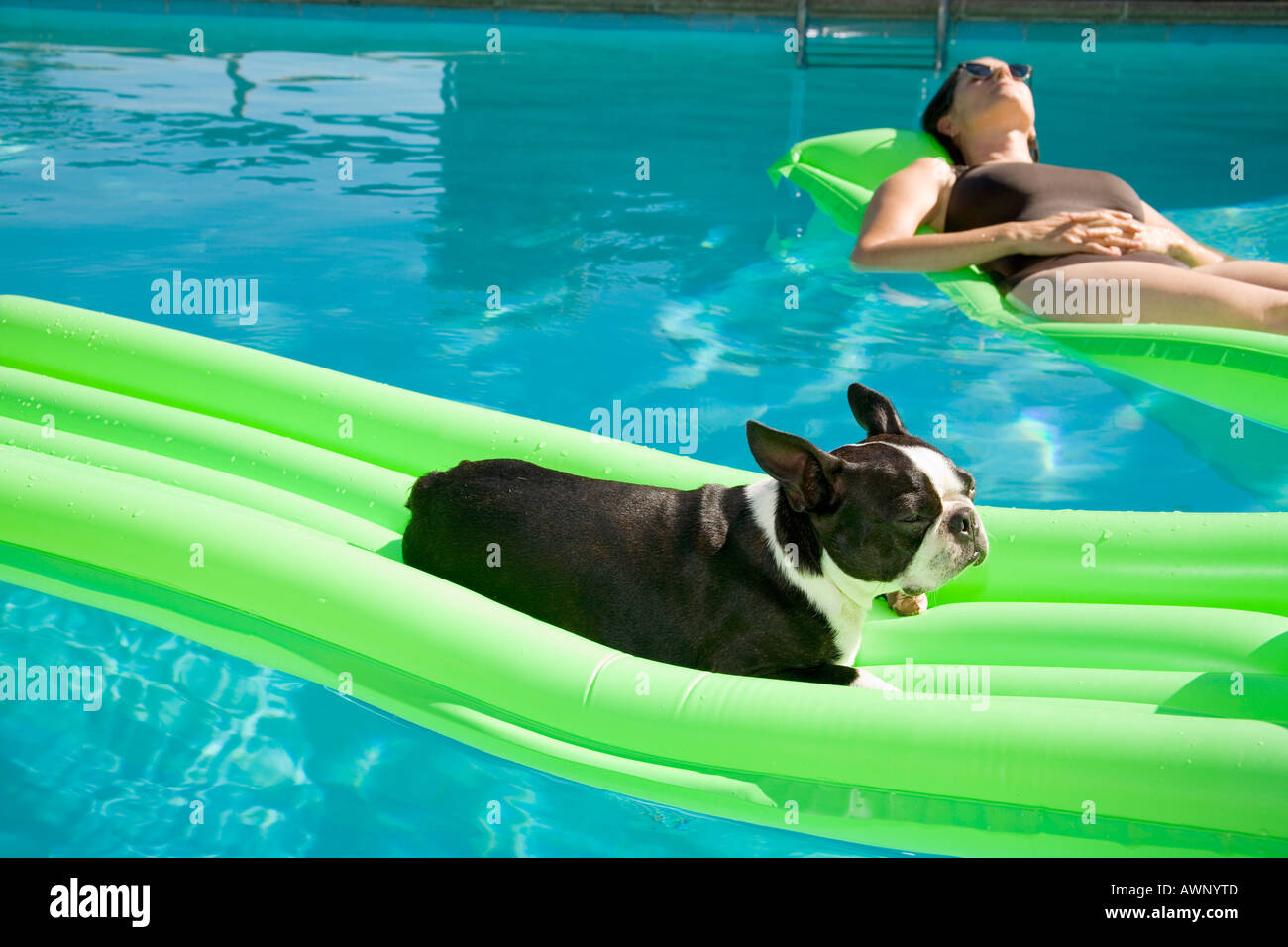 Dog and woman relaxing on floating raft in pool Stock Photo Alamy