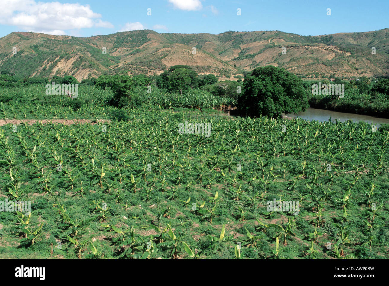 HAITI BANANA PLANTATION GONAIVES Photo Julio Etchart Stock Photo Alamy