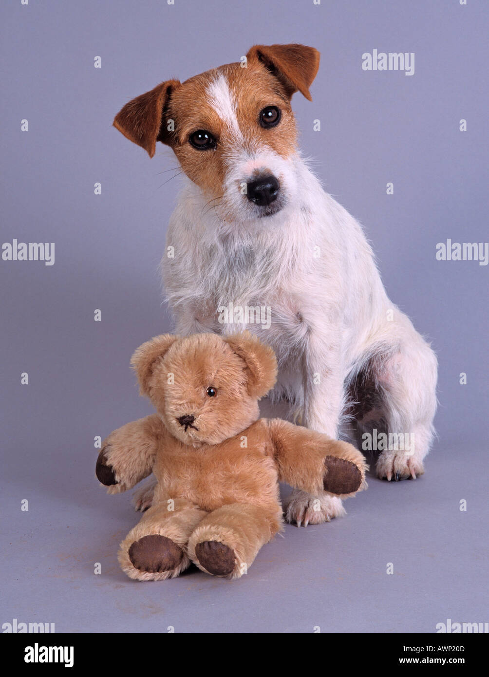Jack Russell Terrier and teddy bear Stock Photo - Alamy