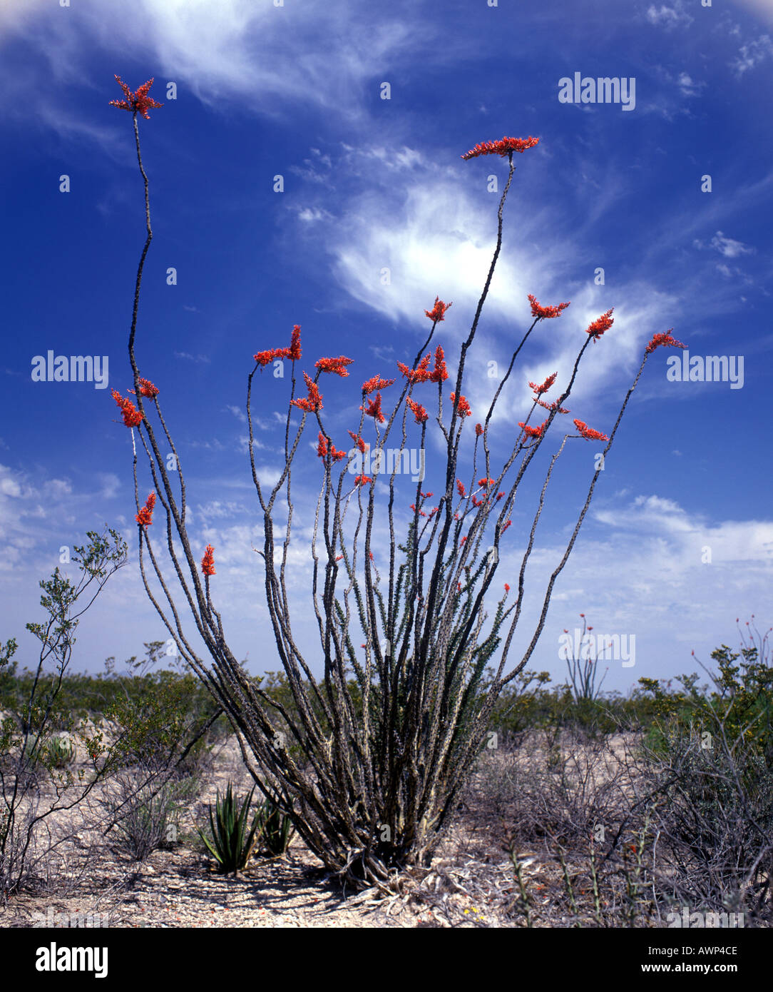 Ocotillo desert Plant Arizona Stock Photo Alamy
