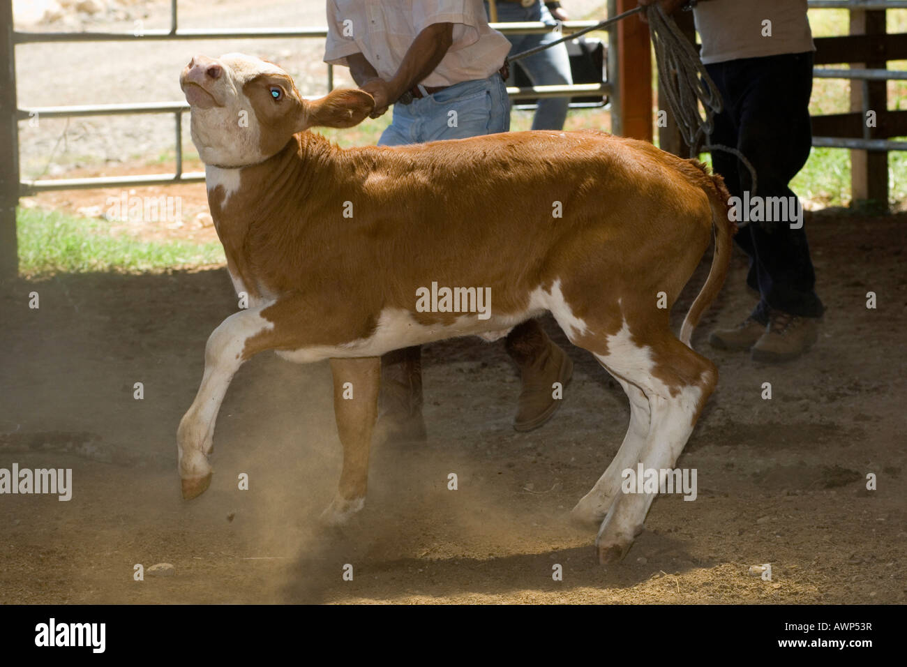 Calf being caught for branding, Costa Rica, Central America Stock Photo