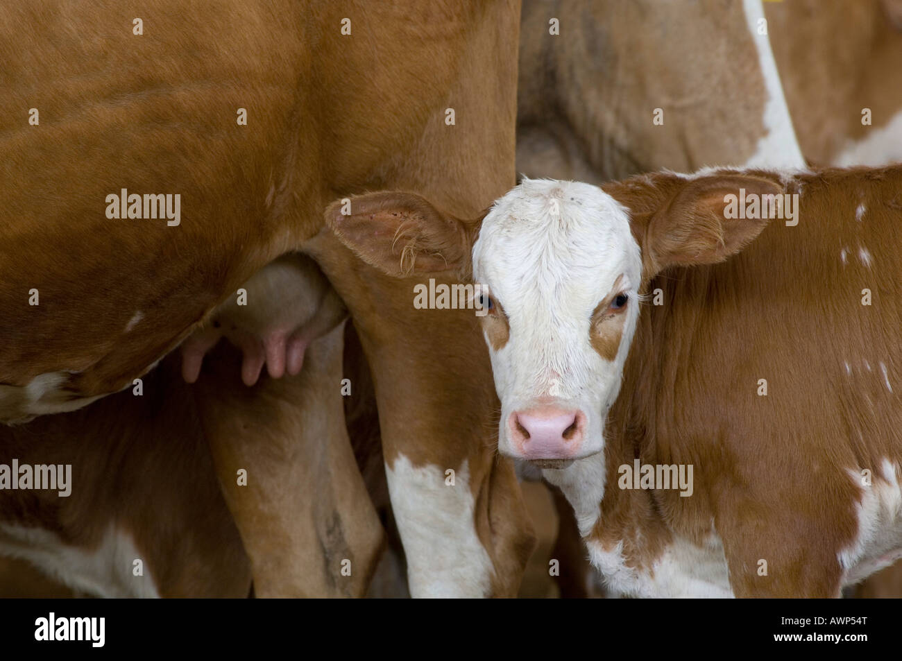 Newborn calf and mother in background, Costa Rica, Central America Stock Photo