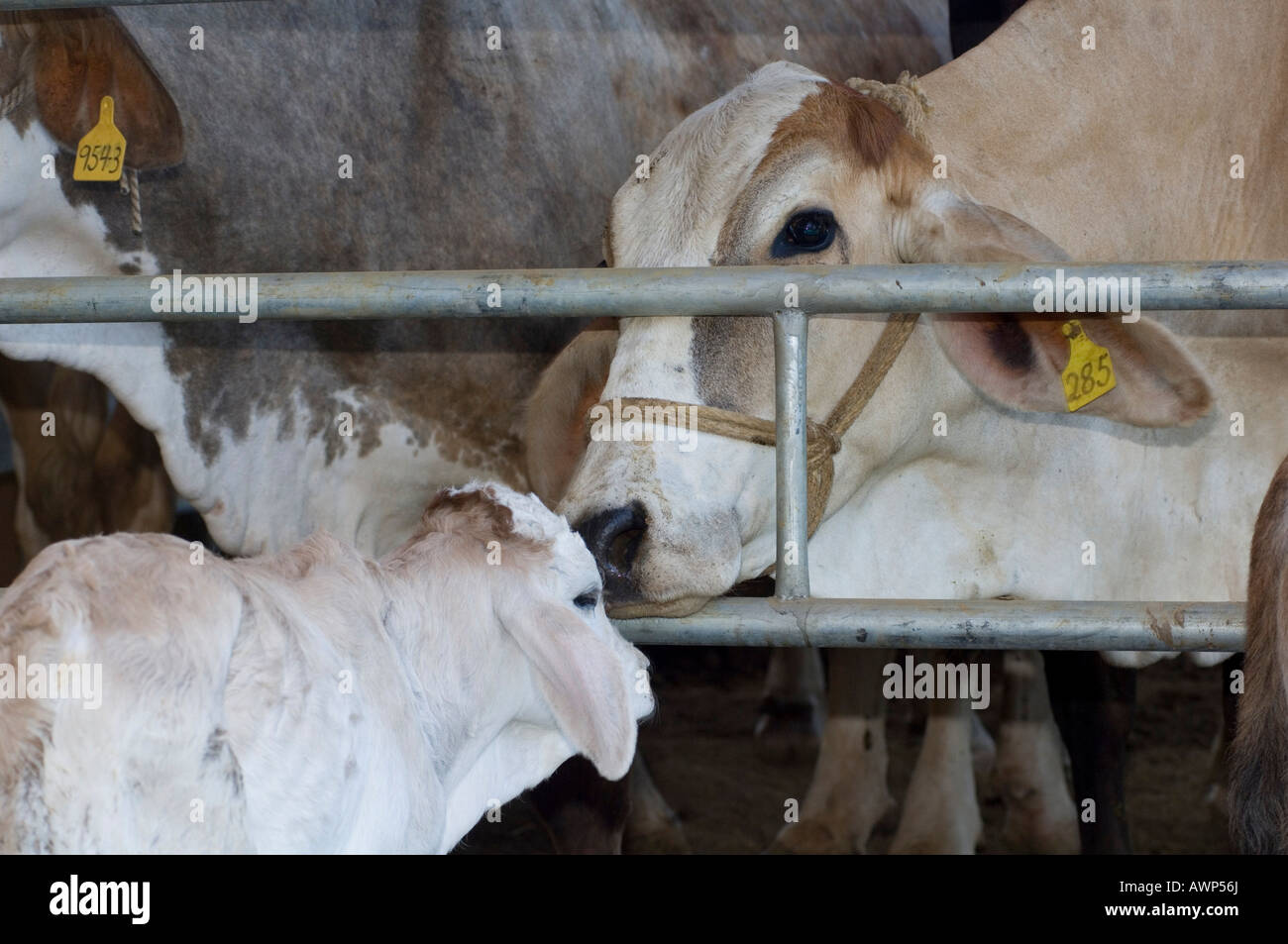 Cow sniffing calf through gate, Costa Rica, Central America Stock Photo