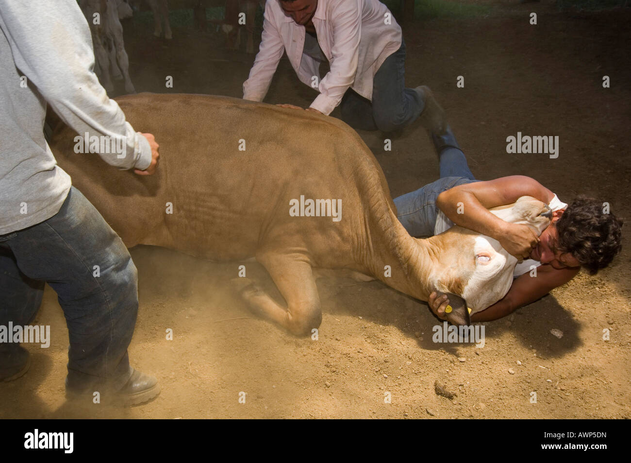 Cow being wrestled to the ground by cowboys for branding, Costa Rica, Central America Stock Photo