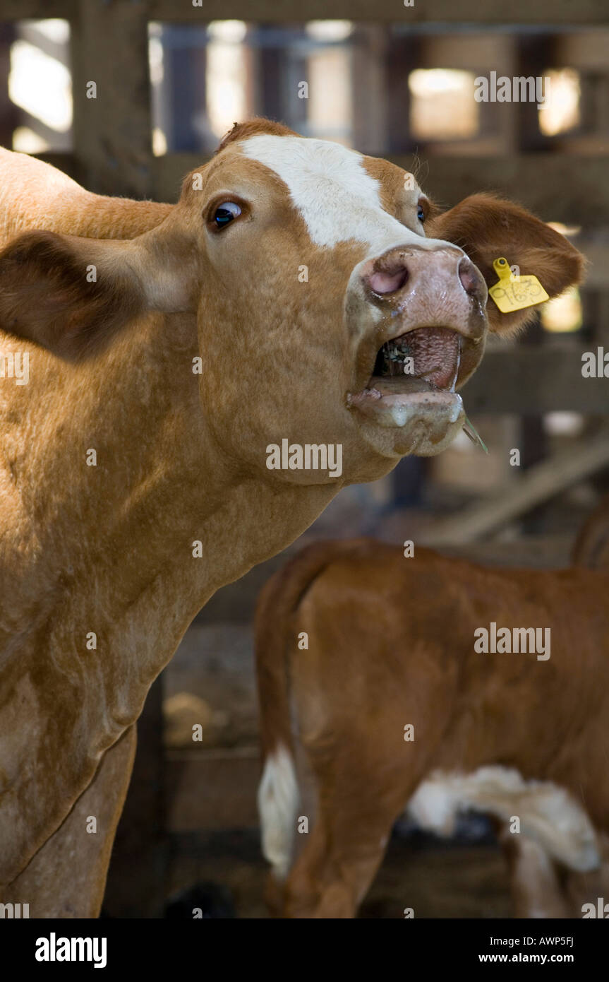 Cow standing in corral, mooing, Costa Rica, Central America Stock Photo