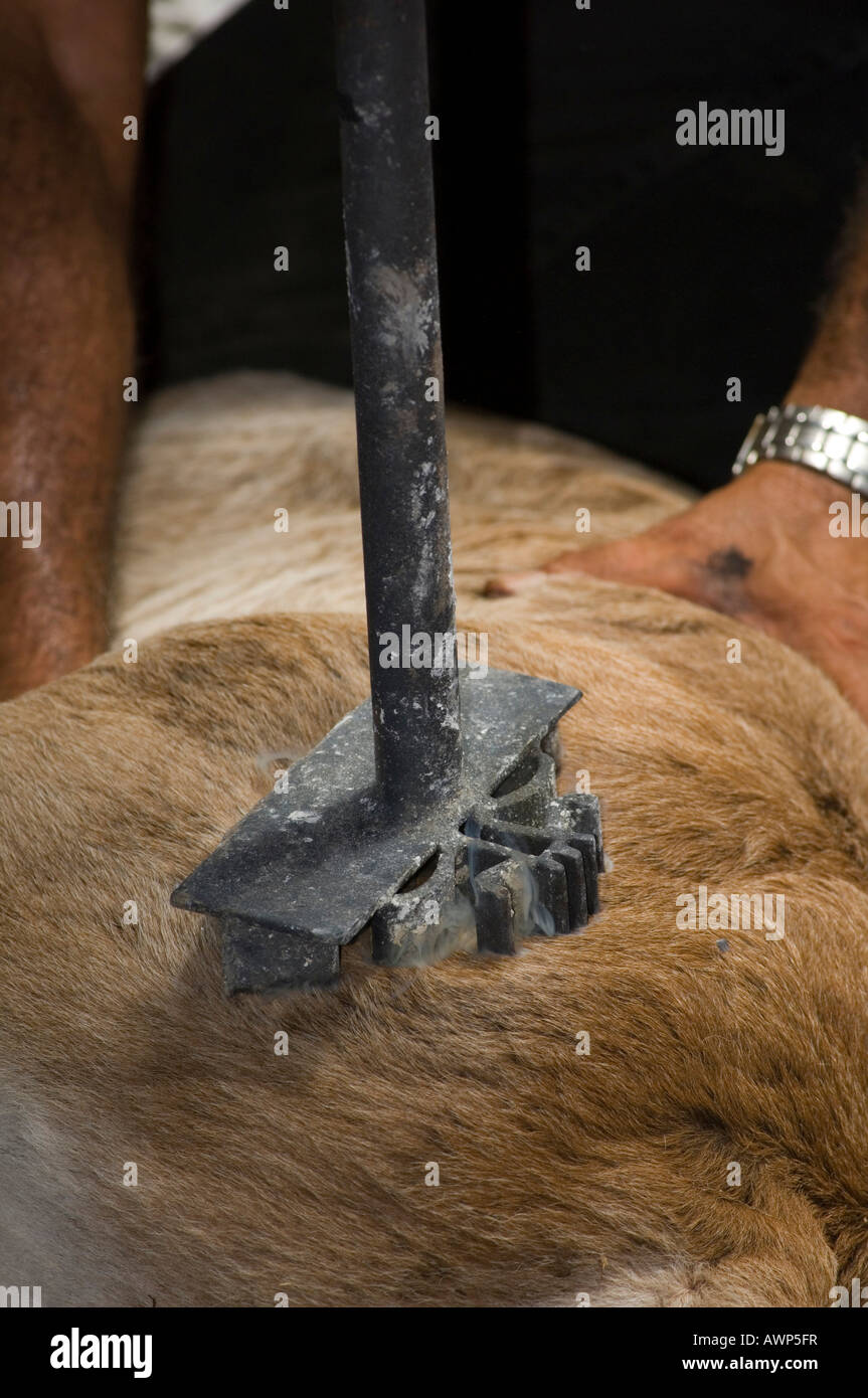 Calf being branded, Costa Rica, Central America Stock Photo