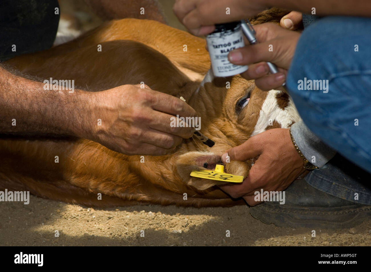 Calf's ear being disinfected after ear-tagging, Costa Rica, Central America Stock Photo