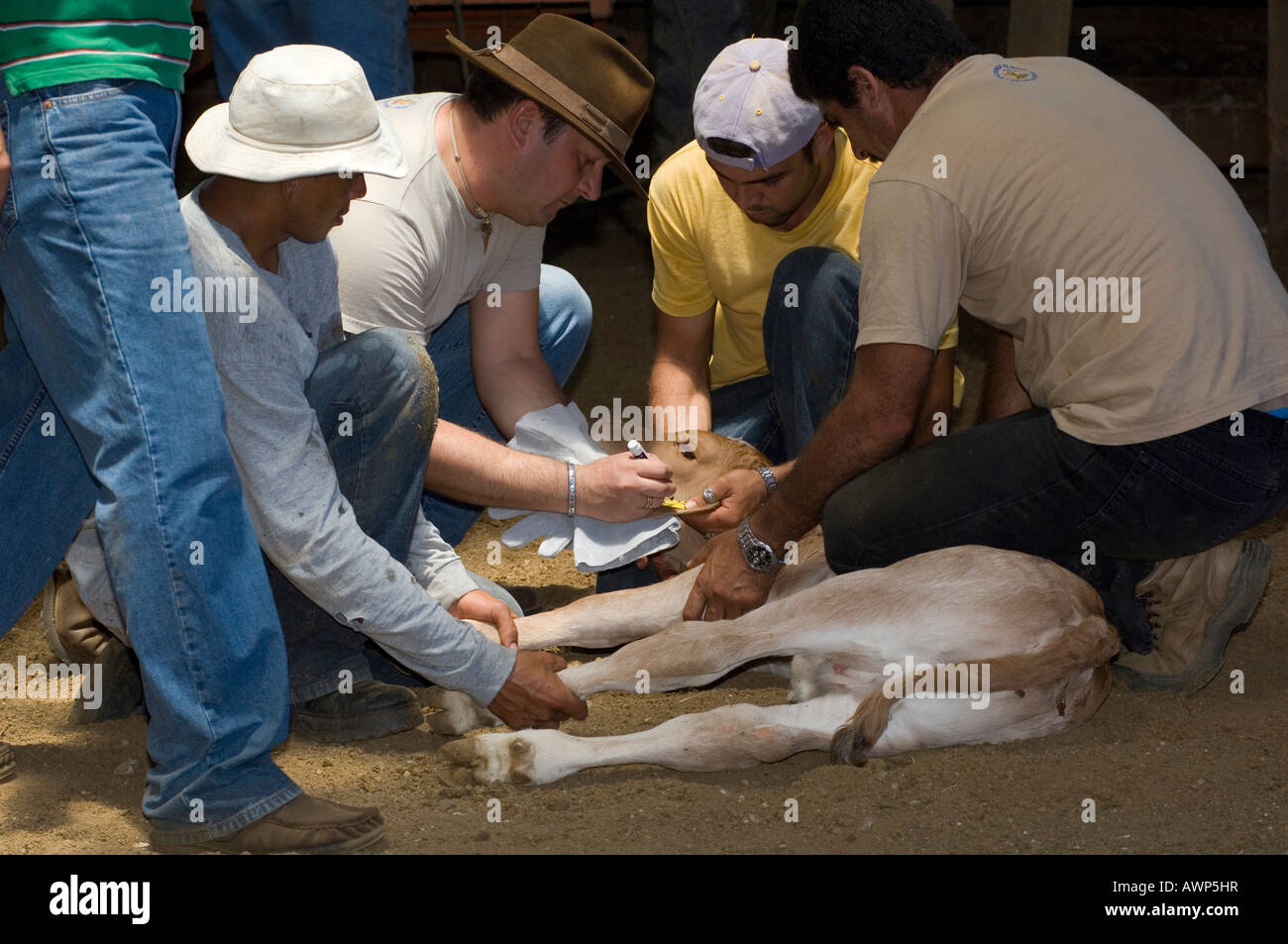 Calf being ear-tagged, Costa Rica, Central America Stock Photo