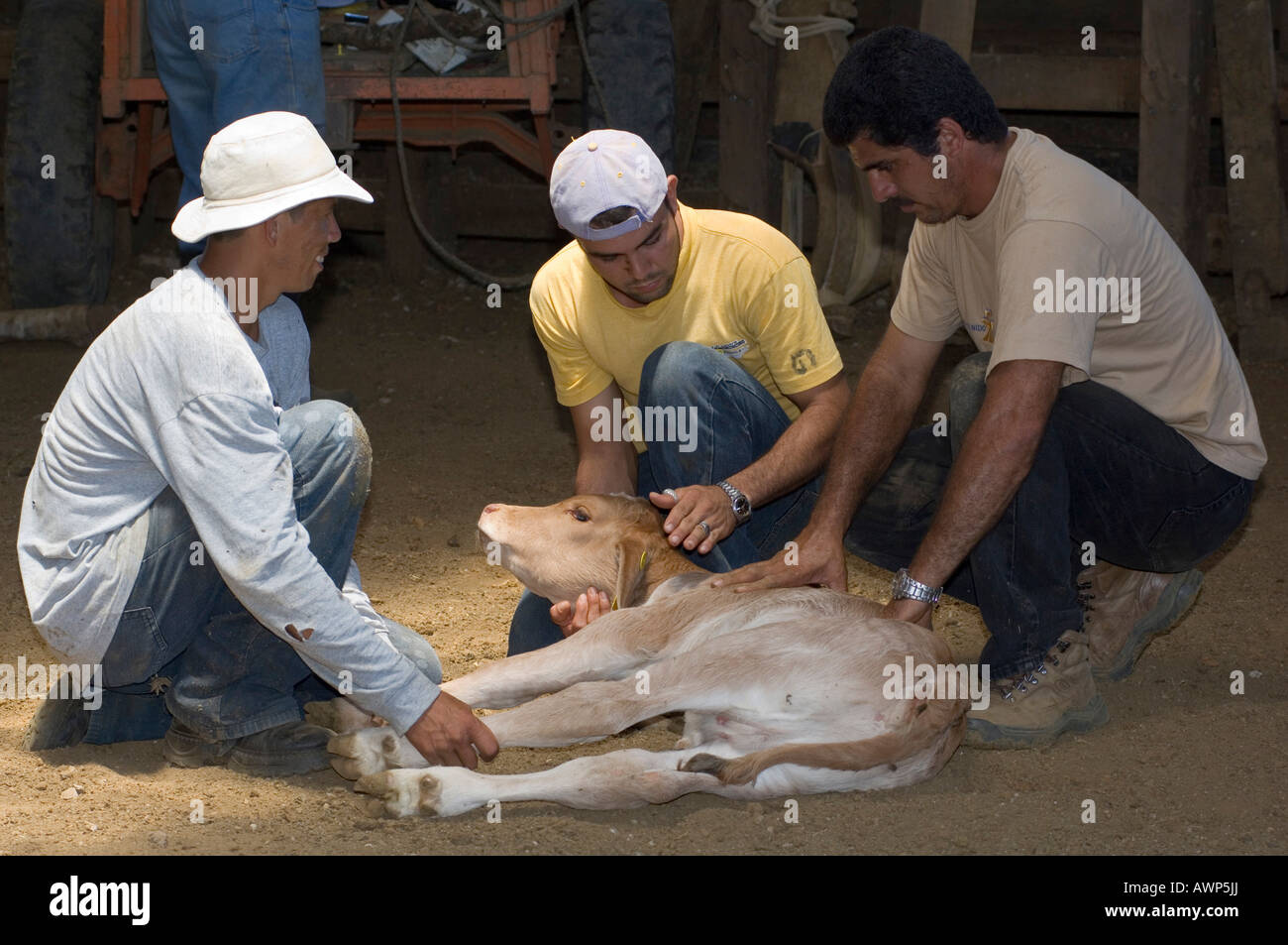 Calf laying down, about to be branded and ear-tagged, Costa Rica, Central America Stock Photo