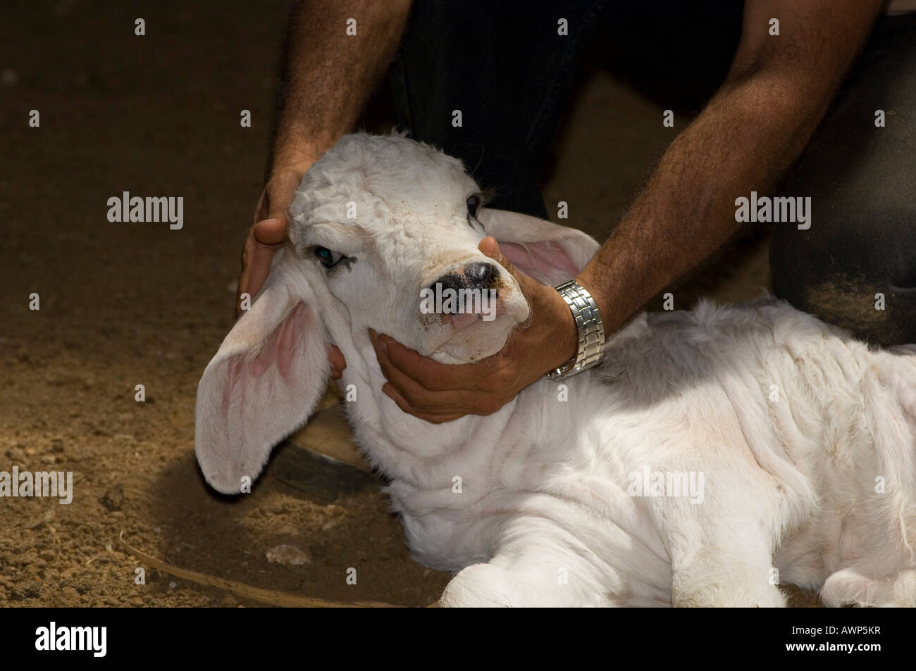 Calf laying down, about to be branded and ear-tagged, Costa Rica, Central America Stock Photo