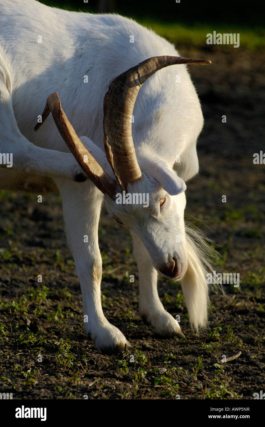 Saanen-breed billy-goat scratching itself, North Tirol, Austria, Europe Stock Photo