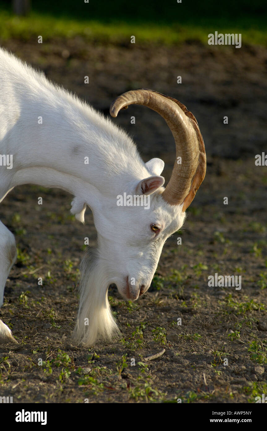 Portrait of a Saanen-breed billy-goat in backlight, North Tirol, Austria, Europe Stock Photo