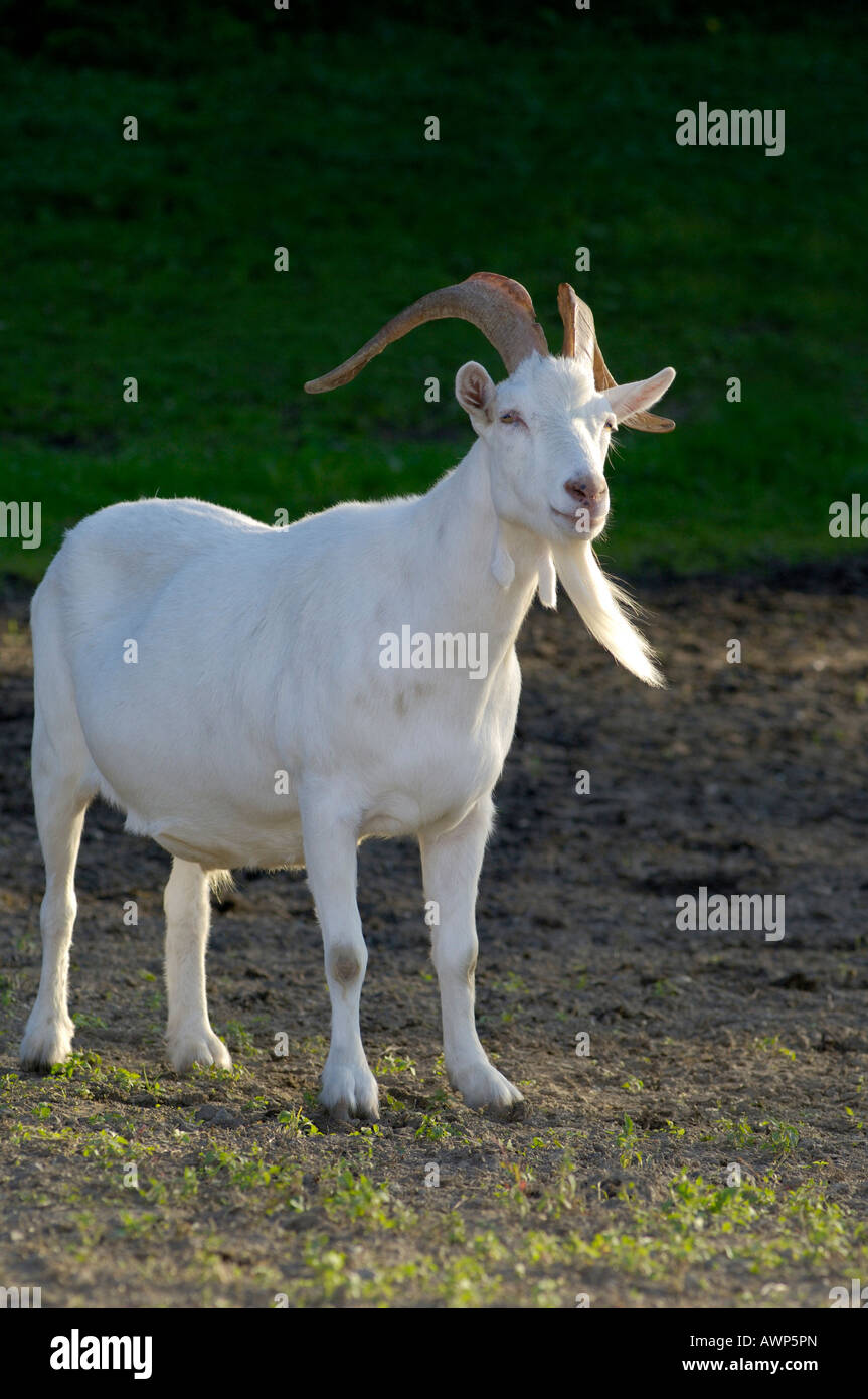 Saanen-breed billy-goat, backlight Stock Photo