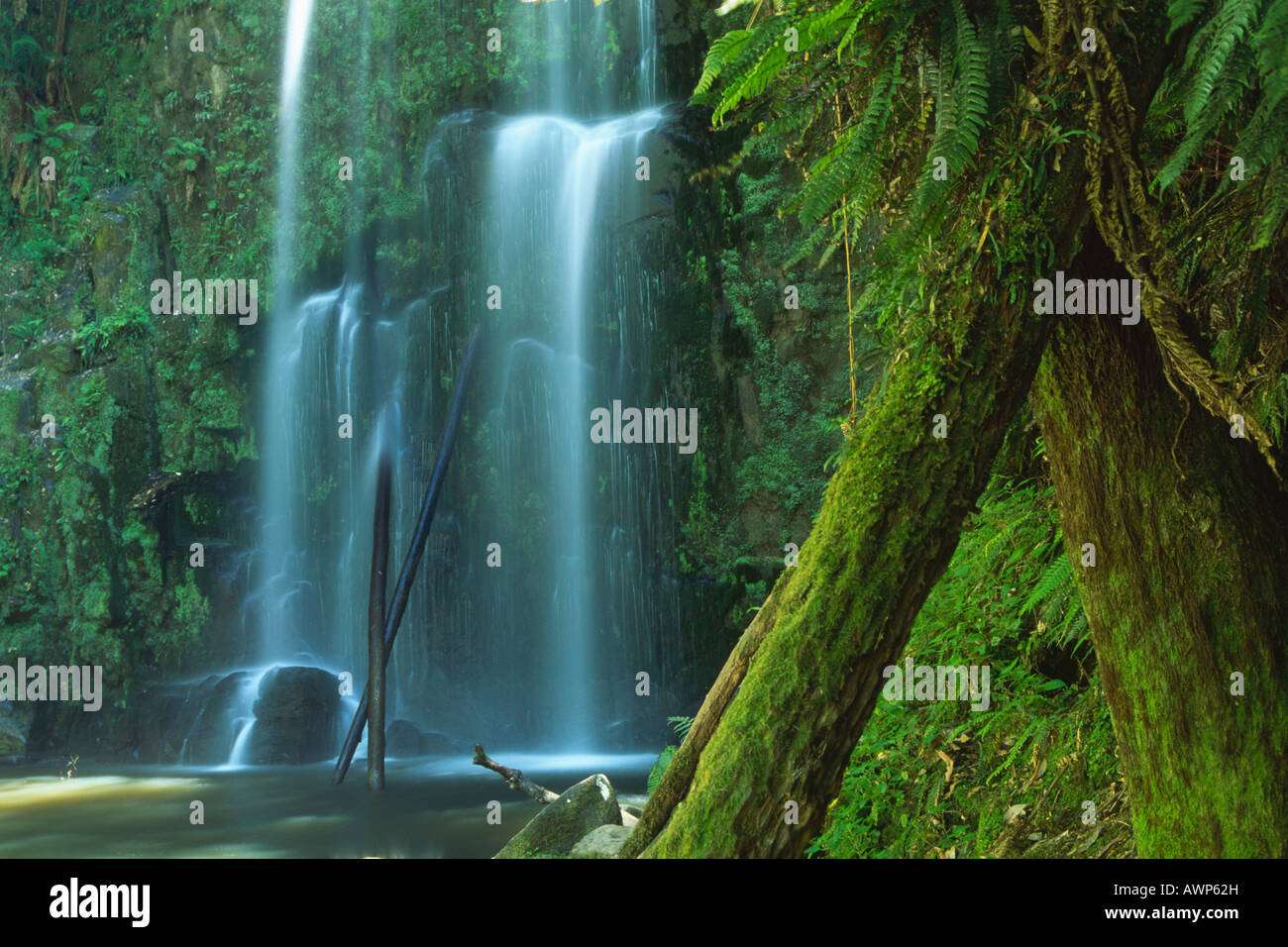 Beauchamp Falls, Otway National Park, Victoria, Australia, Oceania Stock Photo