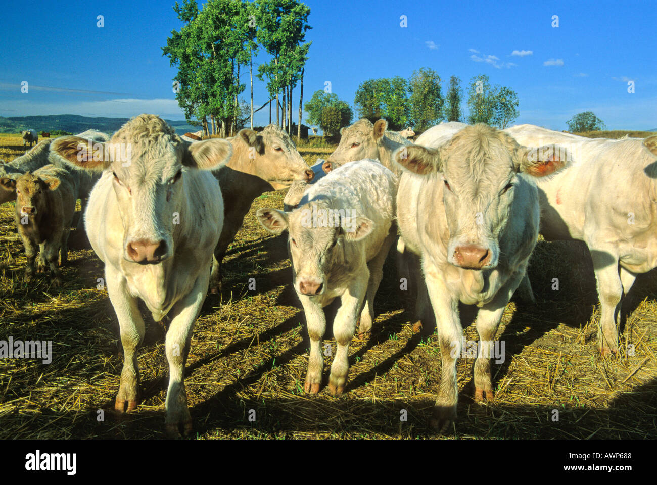 Beef Cattle 22 Stock Photo