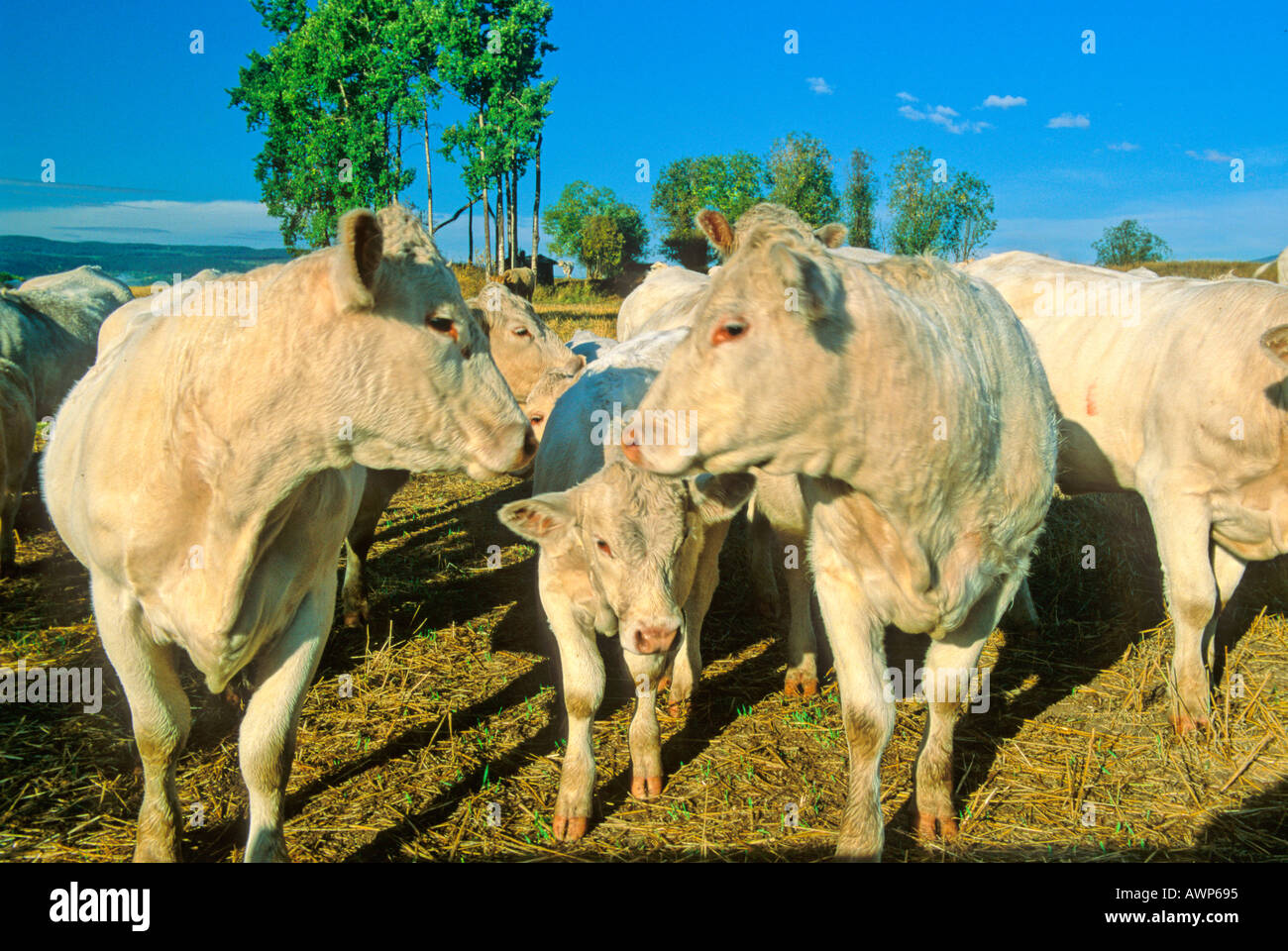 Beef Cattle calves 25 Stock Photo