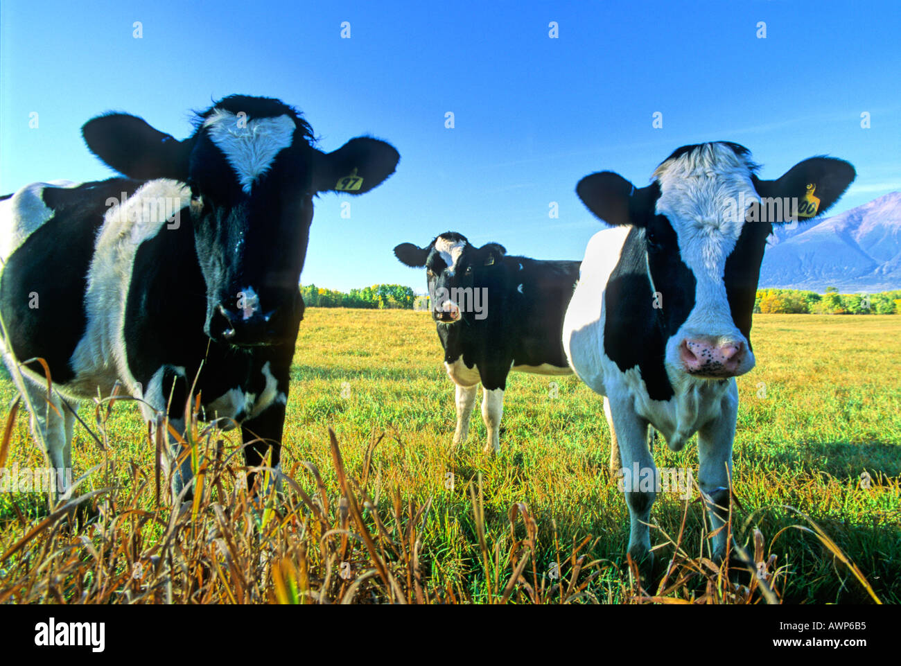 Dary Cows Stock Photo
