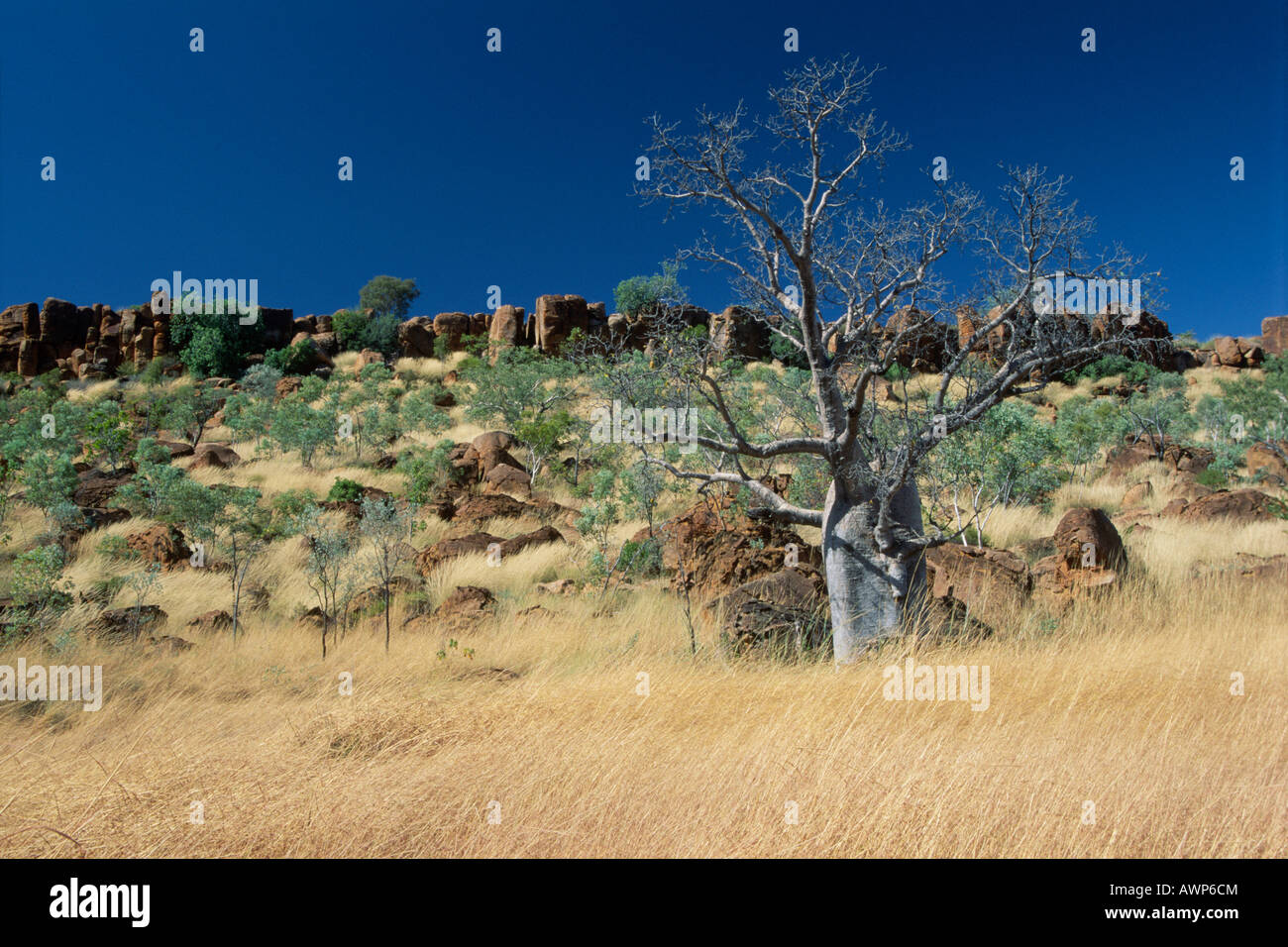 Baobab tree (Adansonia gregorii), Kimberly Region, Western Australia, Australia, Oceania Stock Photo