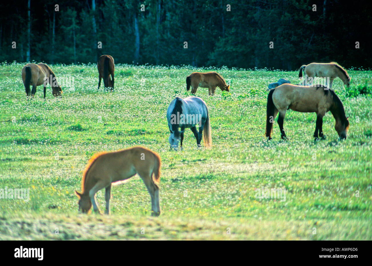 Meadow full of horses Stock Photo