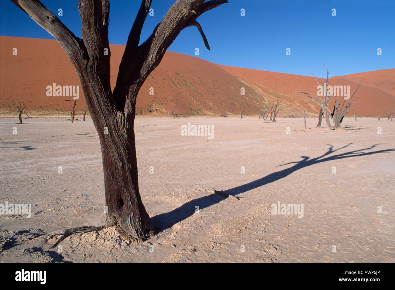 Dead Camel Thorn Acacias (Acacia erioloba), Damaraland, Namibia, Africa Stock Photo