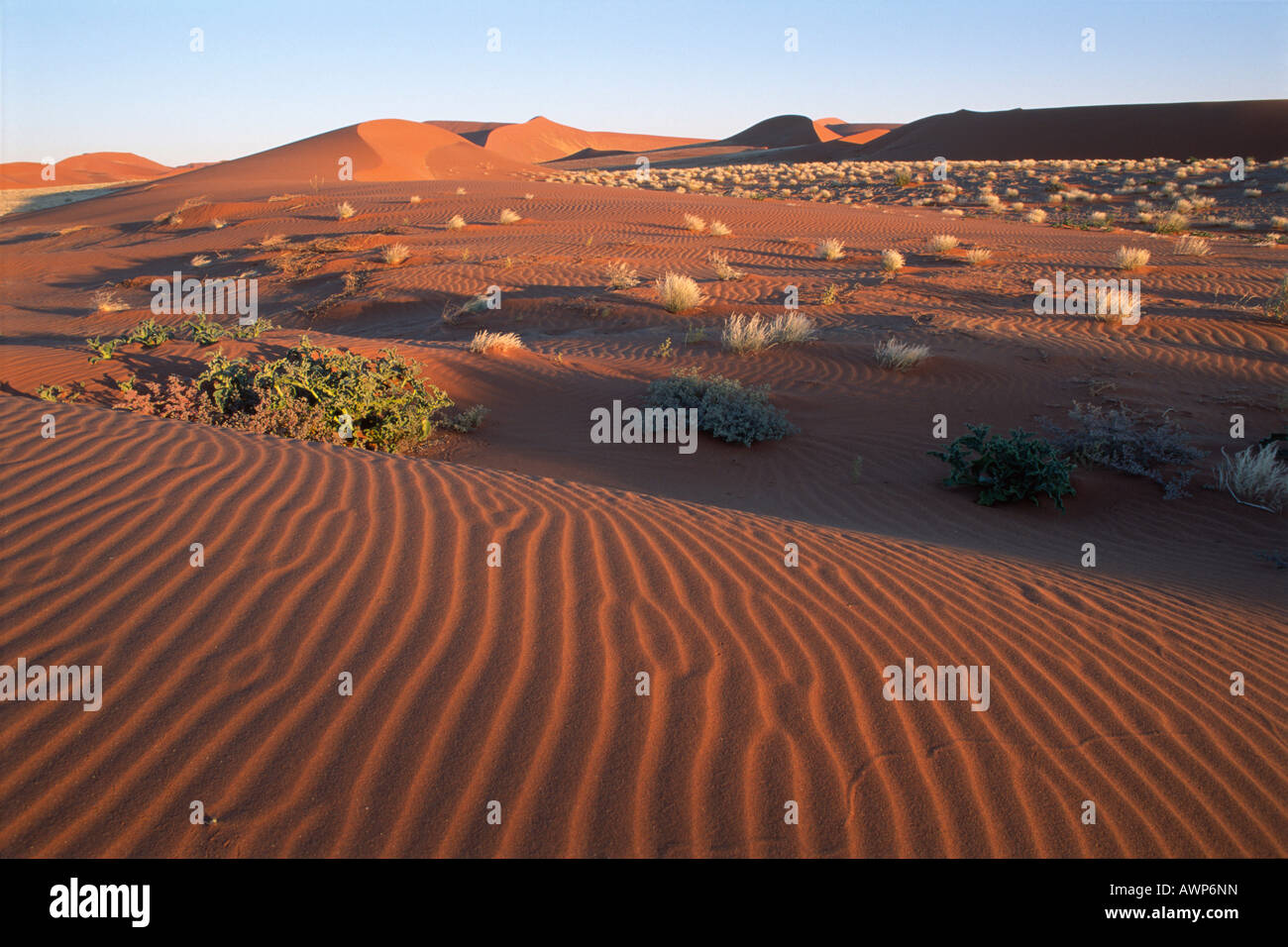 Dune drifts, Sossusvlei, Namibia, Africa Stock Photo