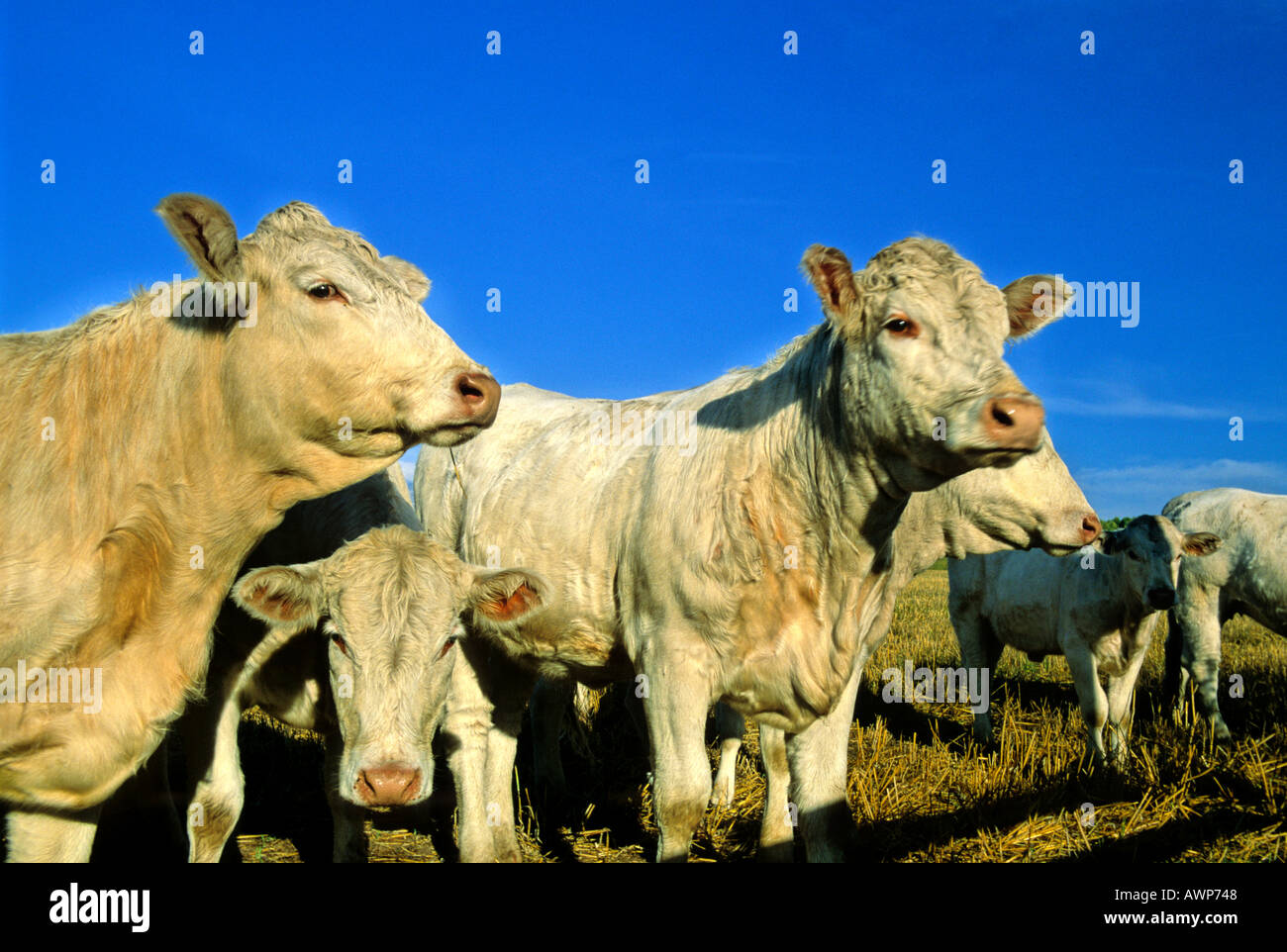 Beef Cattle 6 Stock Photo