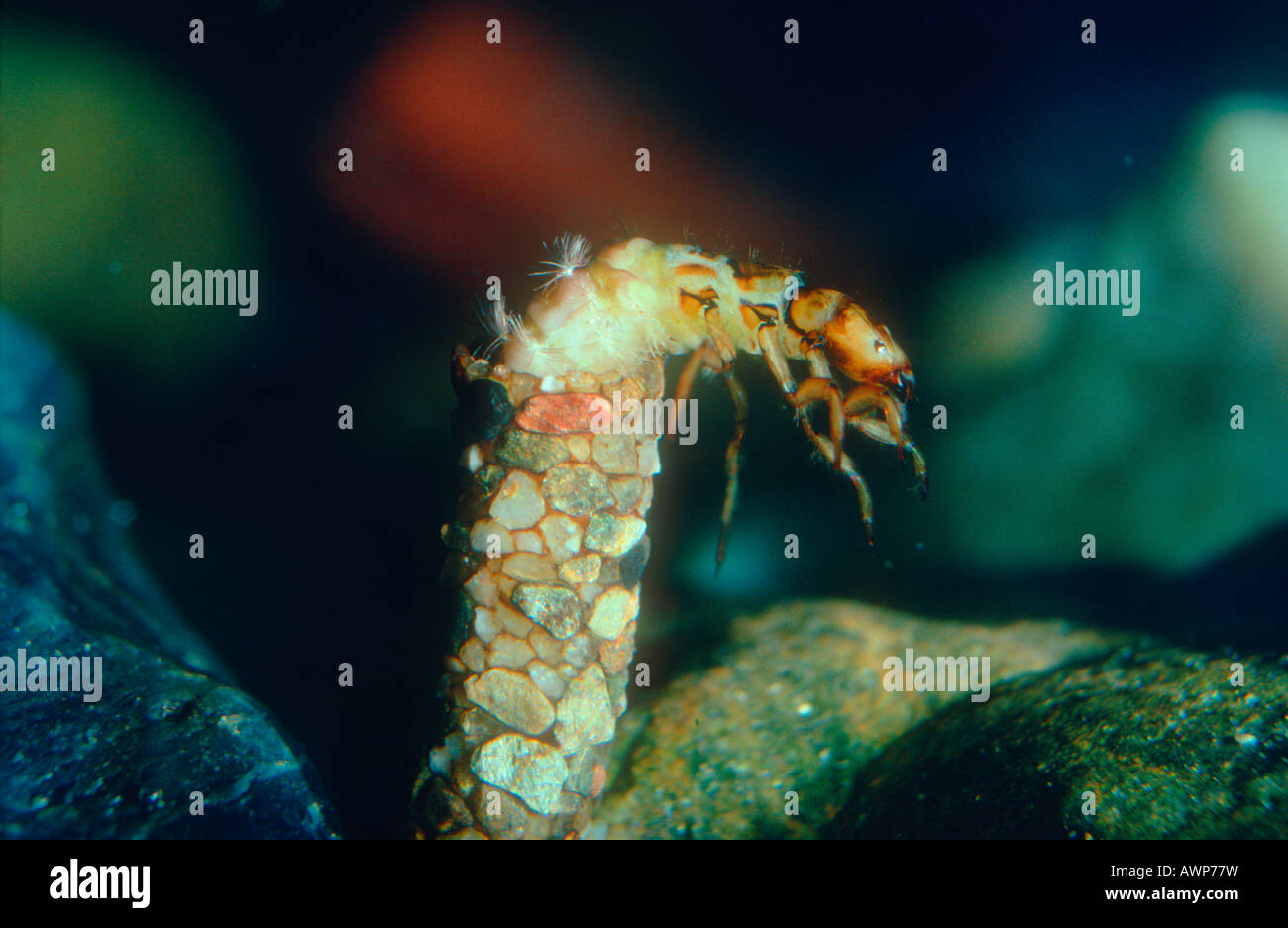 Caddisfly larvae pond hires stock photography and images Alamy