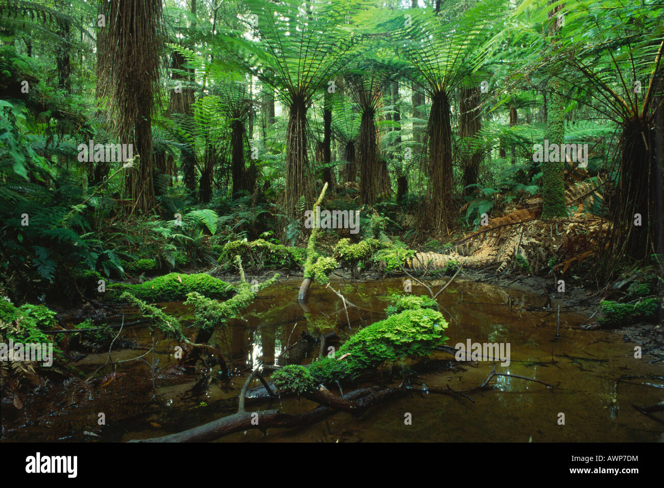 Rainforest, Whirinaki Forest, North Island, New Zealand, Oceania Stock Photo