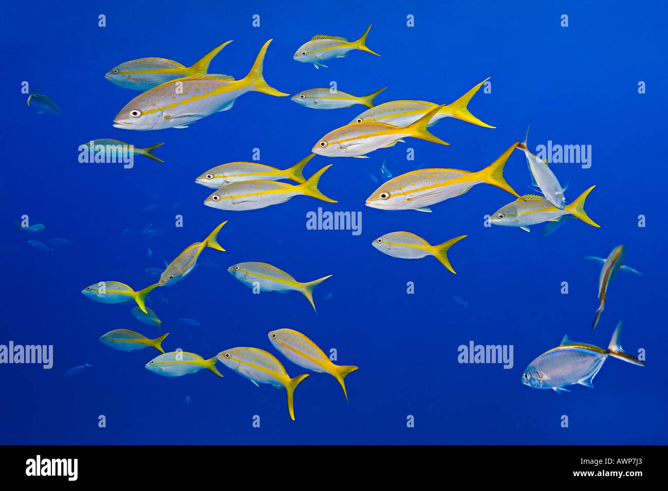 yellowtail snappers, Ocyurus chrysurus, West End, Grand Bahama, Bahamas, Atlantic Ocean Stock Photo