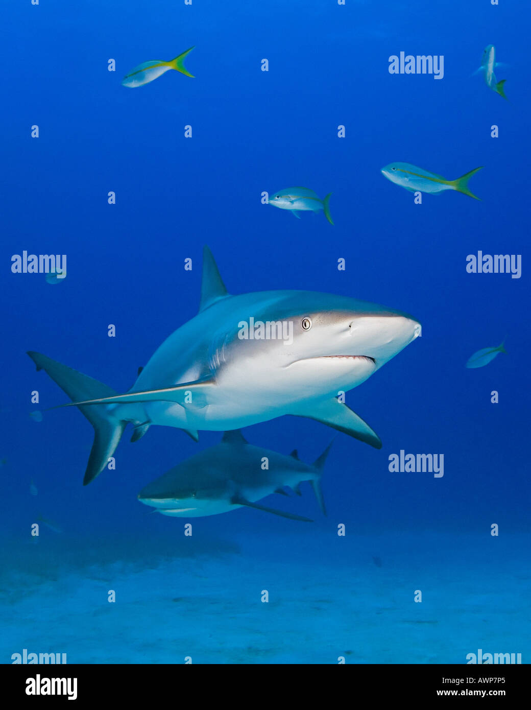 Caribbean Reef Sharks, Carcharhinus perezi, Grand Bahama, Bahamas ...