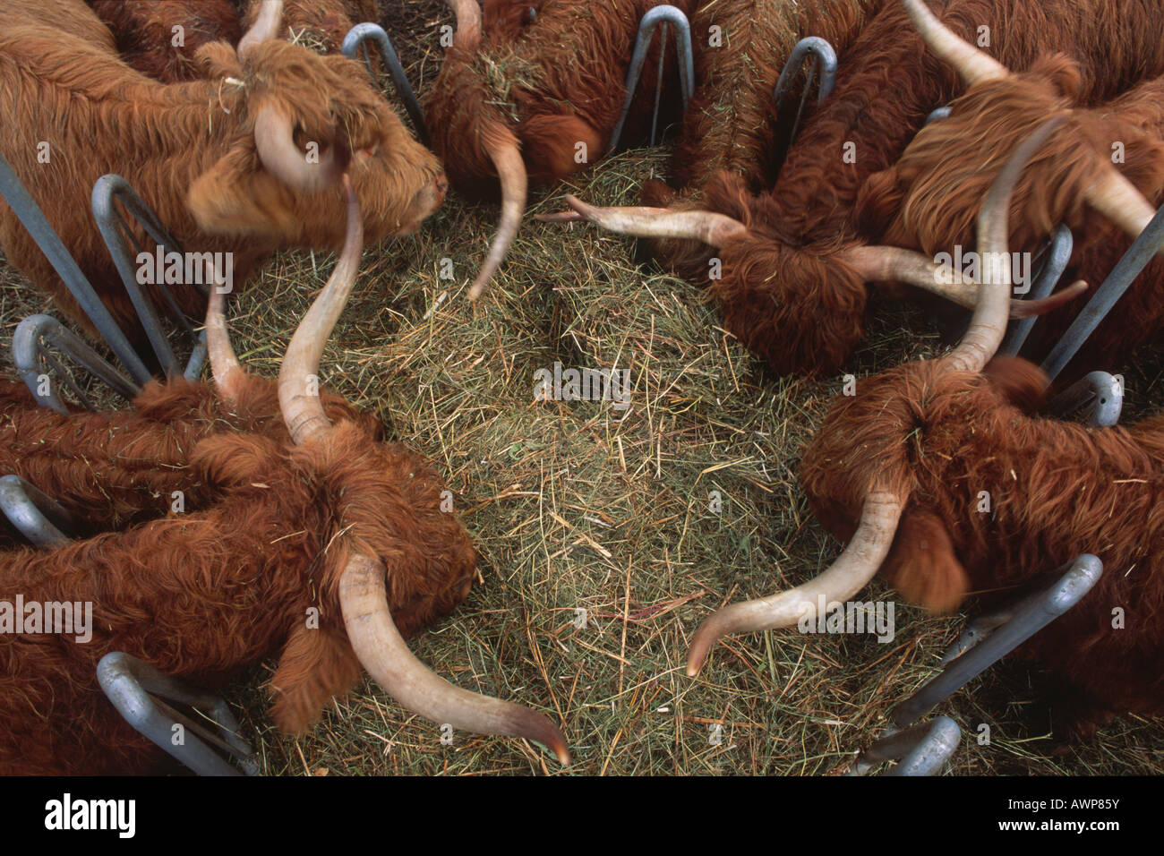 Longhorn cattle feeding on hay, North Tirol, Austria, Europe Stock Photo