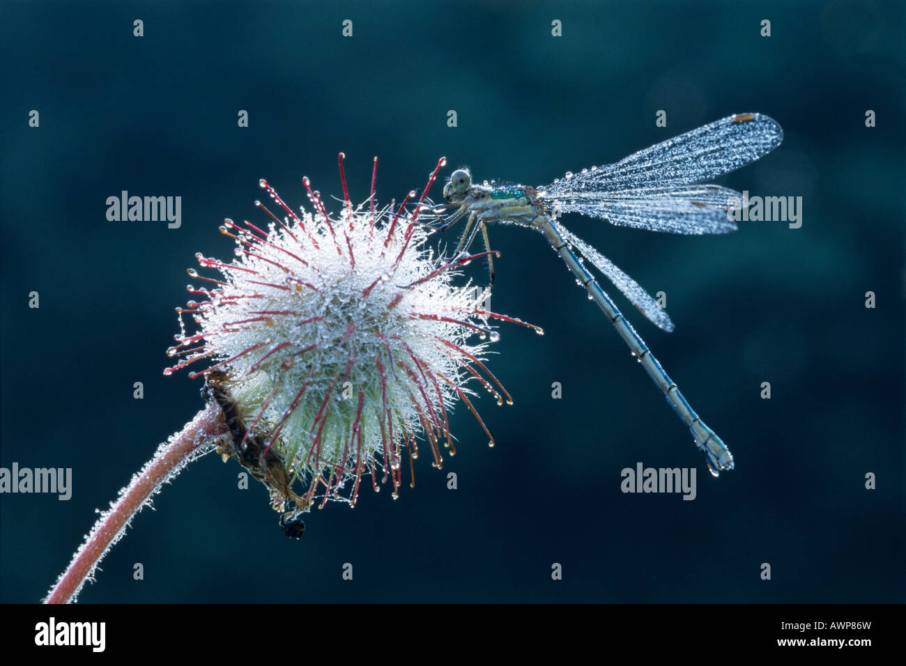 Emerald Damselfly (Lestes sponsa) covered in dewdrops perched on the withered blossom of a Water Avens (Geum rivale), North Tir Stock Photo