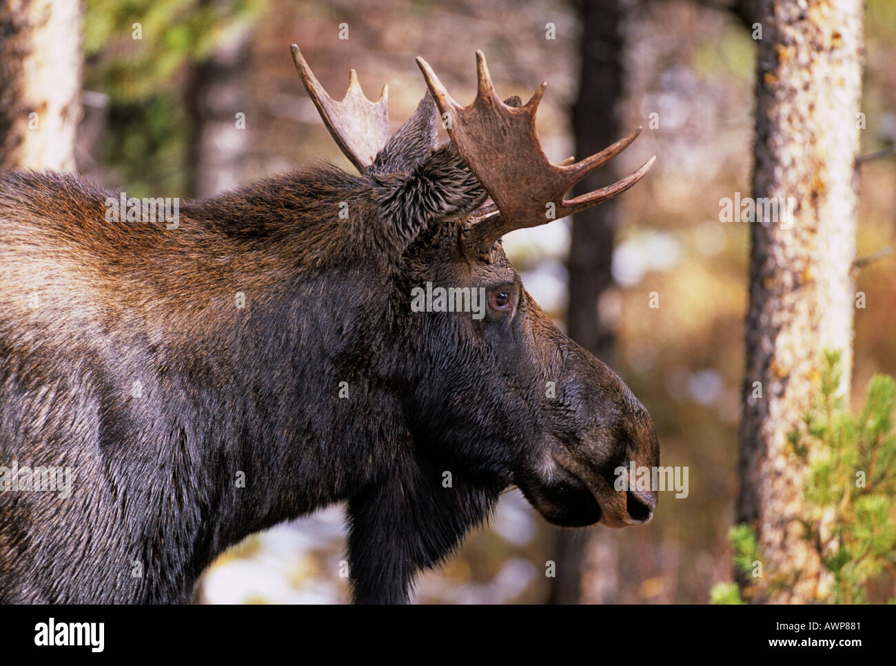 Bull Moose 19 Stock Photo