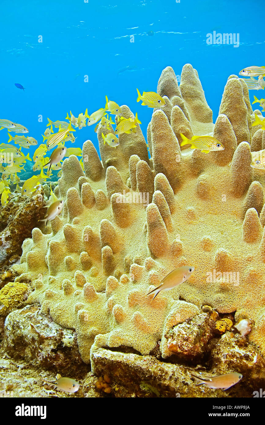 schooling French grunts, Haemulon Flavolineatum, and smallmouth grunts, Haemulon chrysargyreum, over pillar coral, Bahamas Stock Photo