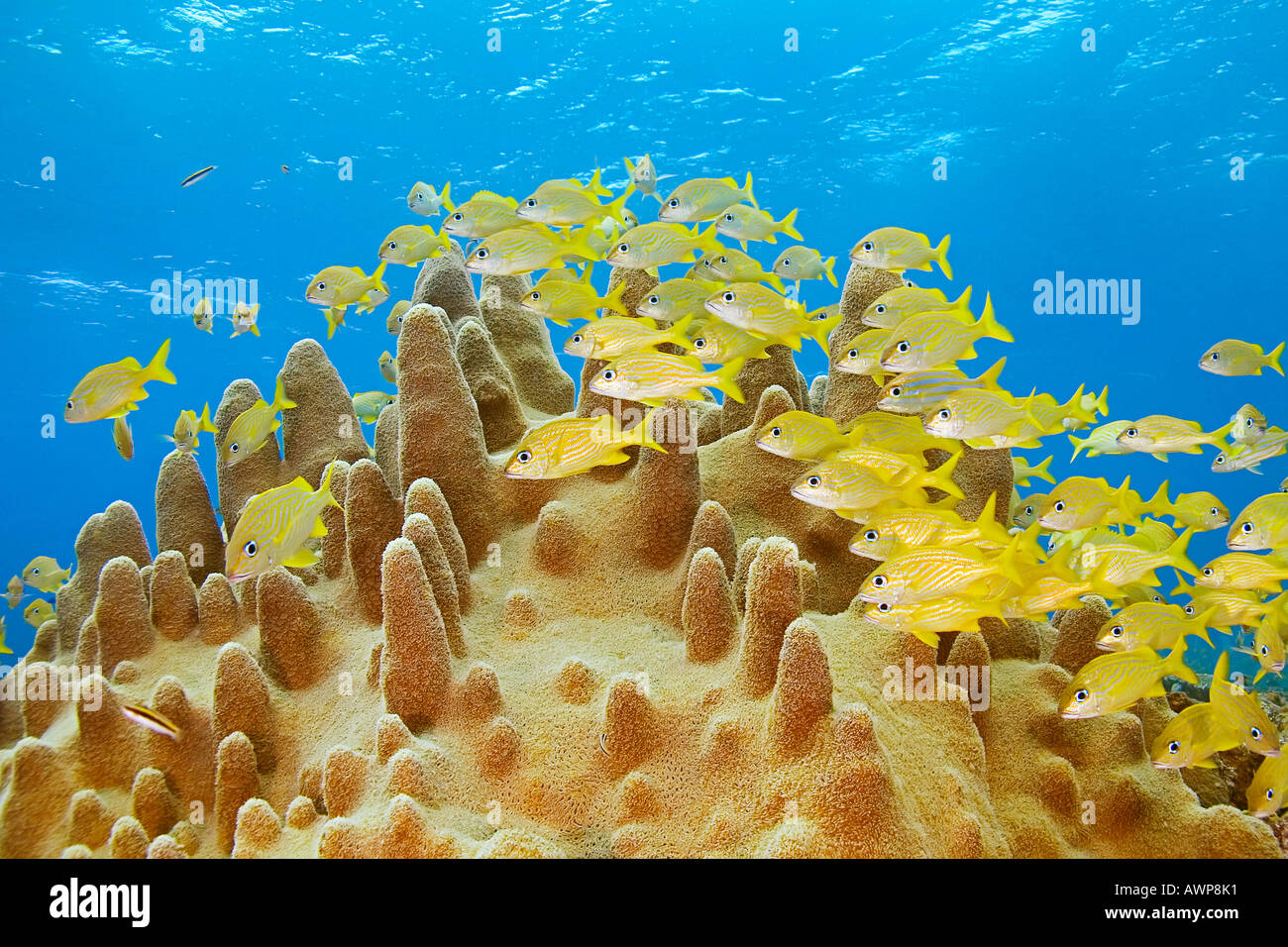 schooling French grunts, Haemulon Flavolineatum, and smallmouth grunts, Haemulon chrysargyreum, over pillar coral, Bahamas Stock Photo