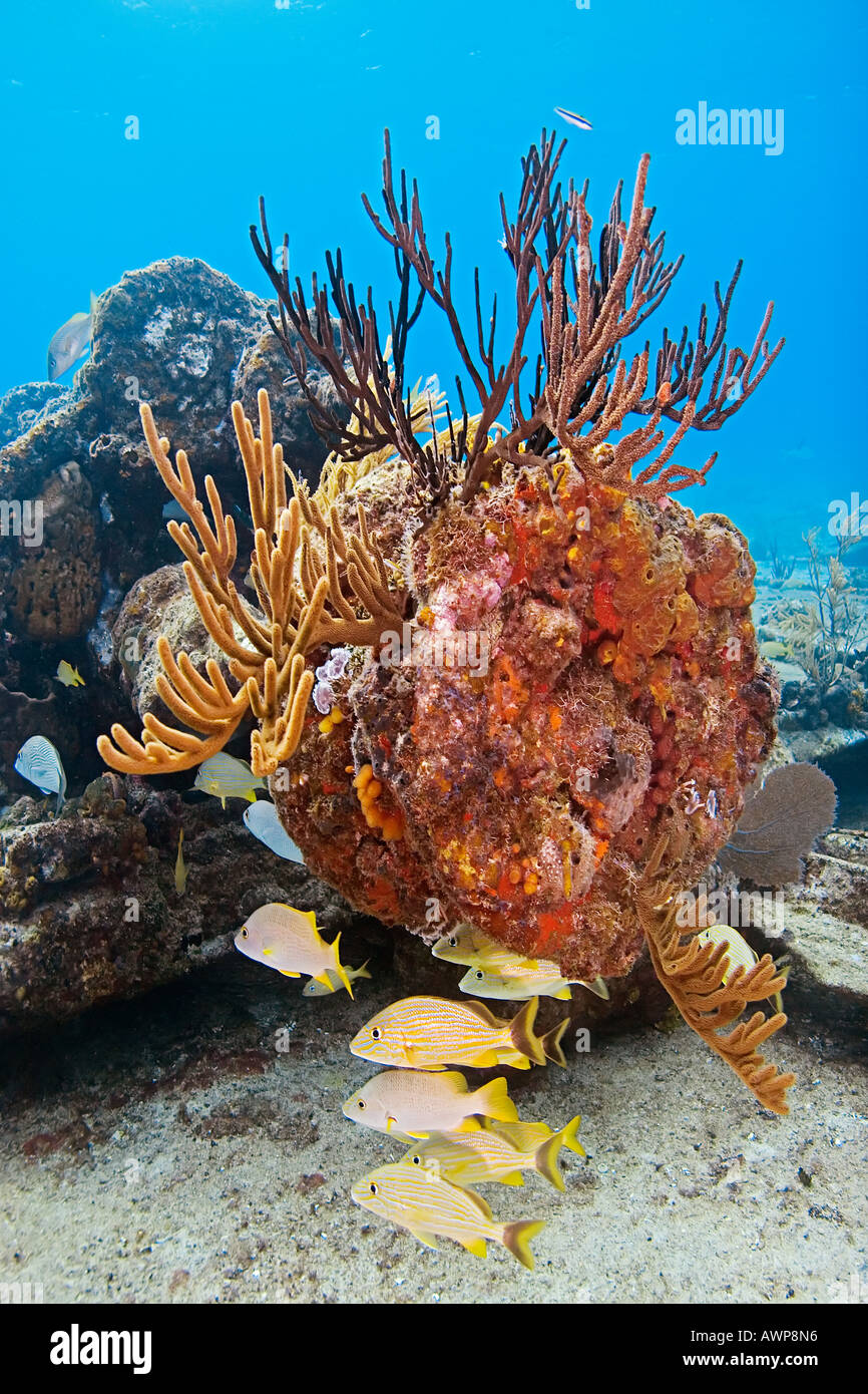 Sugar Wreck, the remains of an old sailing ship that grounded many years ago, encrusted with various sponges and sea rod corals Stock Photo