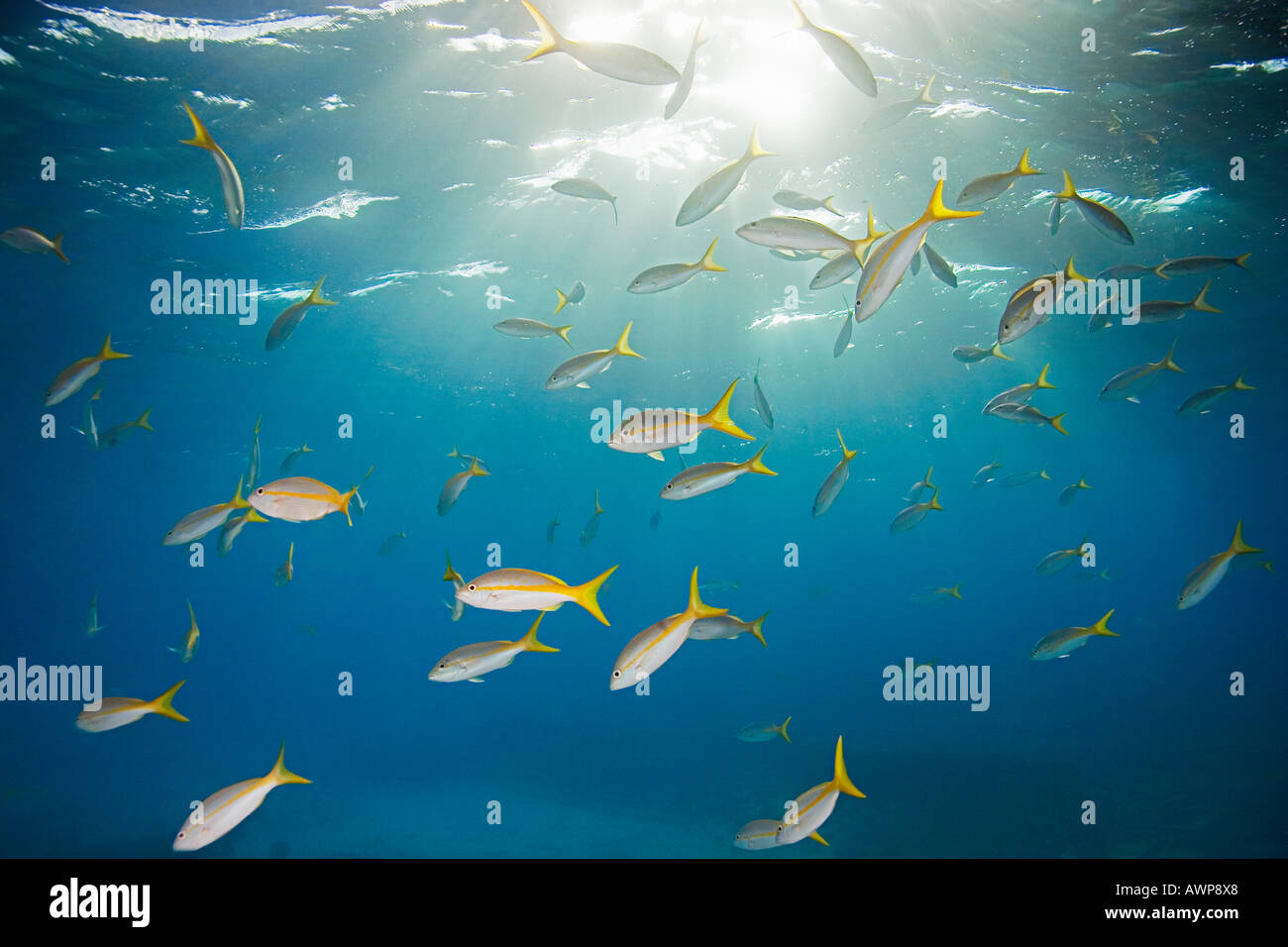 yellowtail snappers, Ocyurus chrysurus, Grand Bahama, Bahamas, Atlantic Ocean Stock Photo