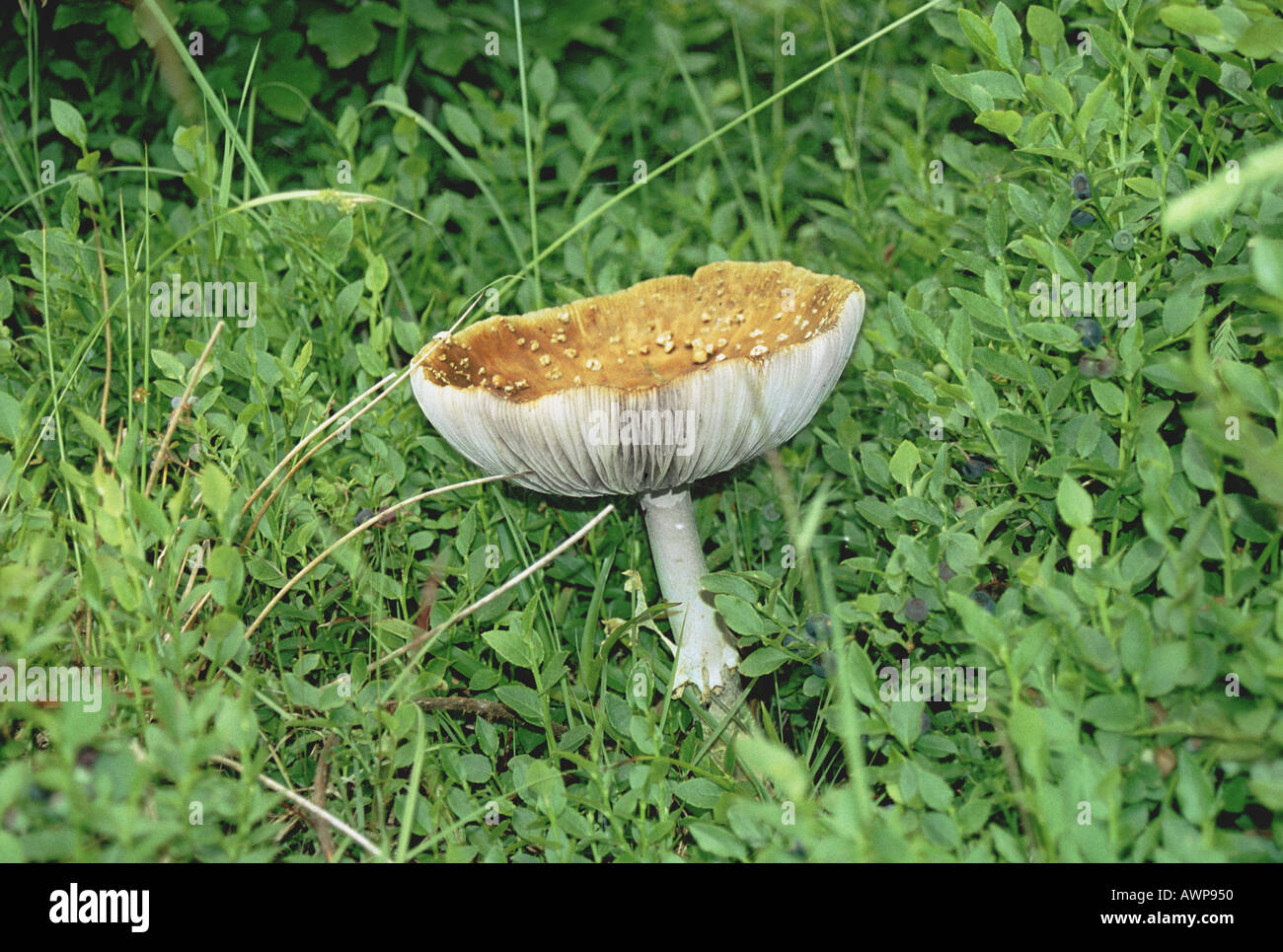 Mushroom toadstool Ukraine umbrella forest brown Stock Photo