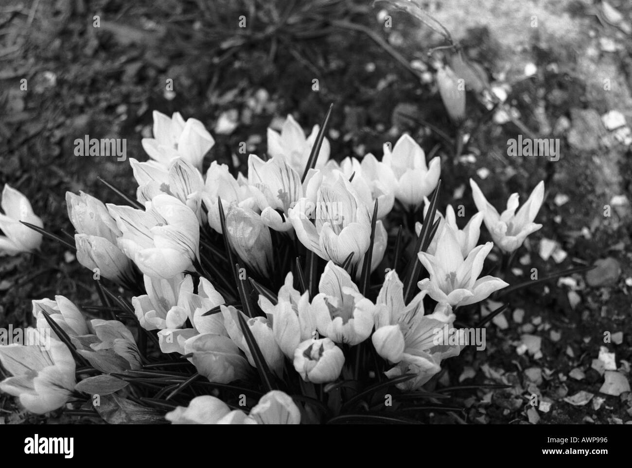 Flowers park sleep grass Pulsatilla pratensis Small Pasque field white plant Stock Photo