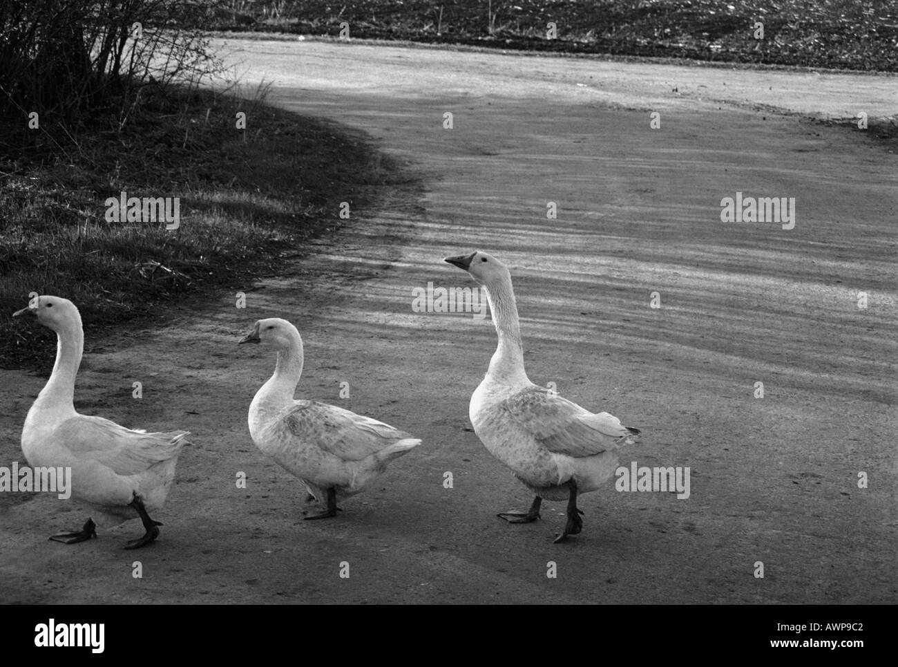 Goose fear white look Ukraine province village Krimky road Stock Photo