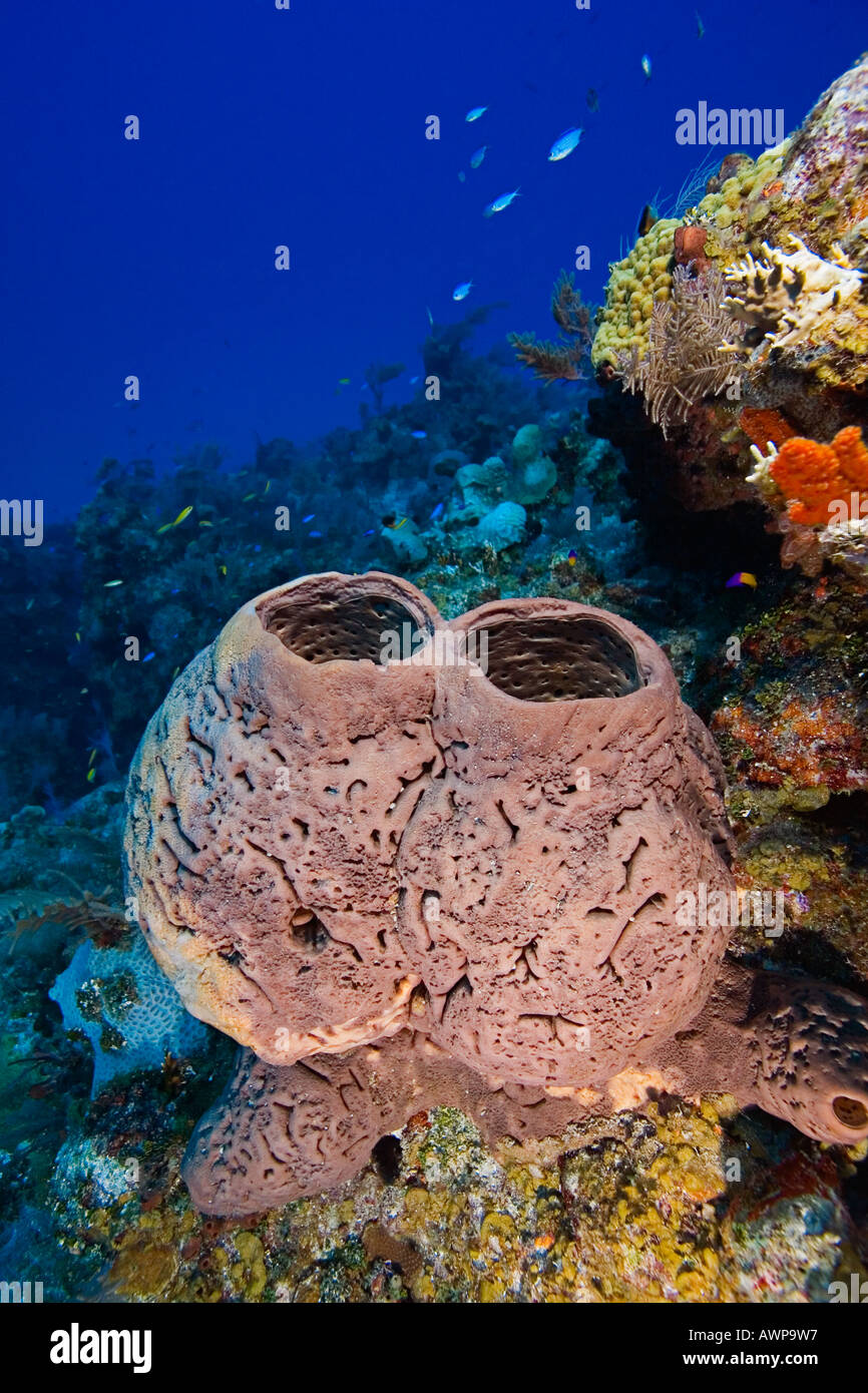 Sea sponge hires stock photography and images Alamy