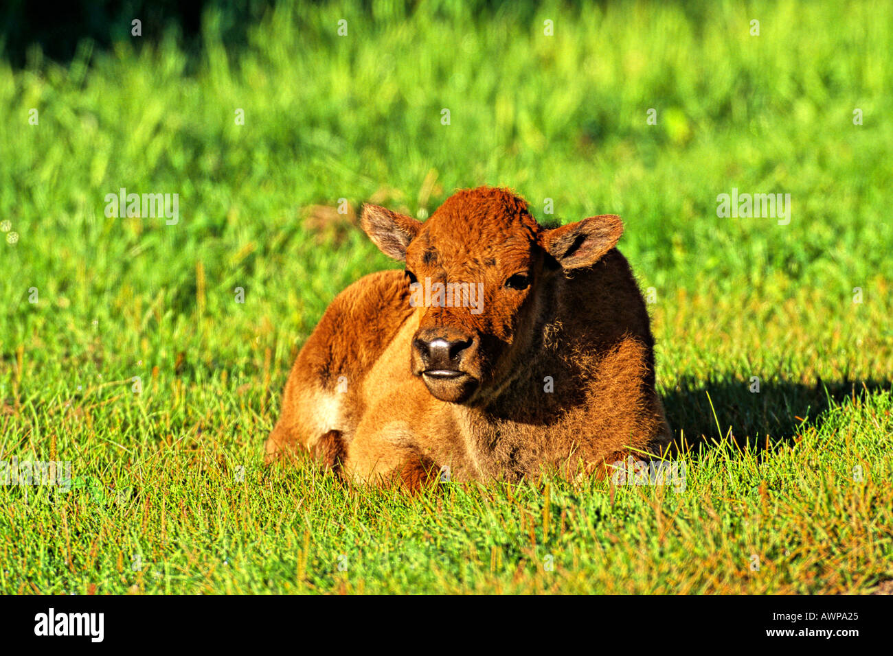 Bison calf laying down hires stock photography and images Alamy
