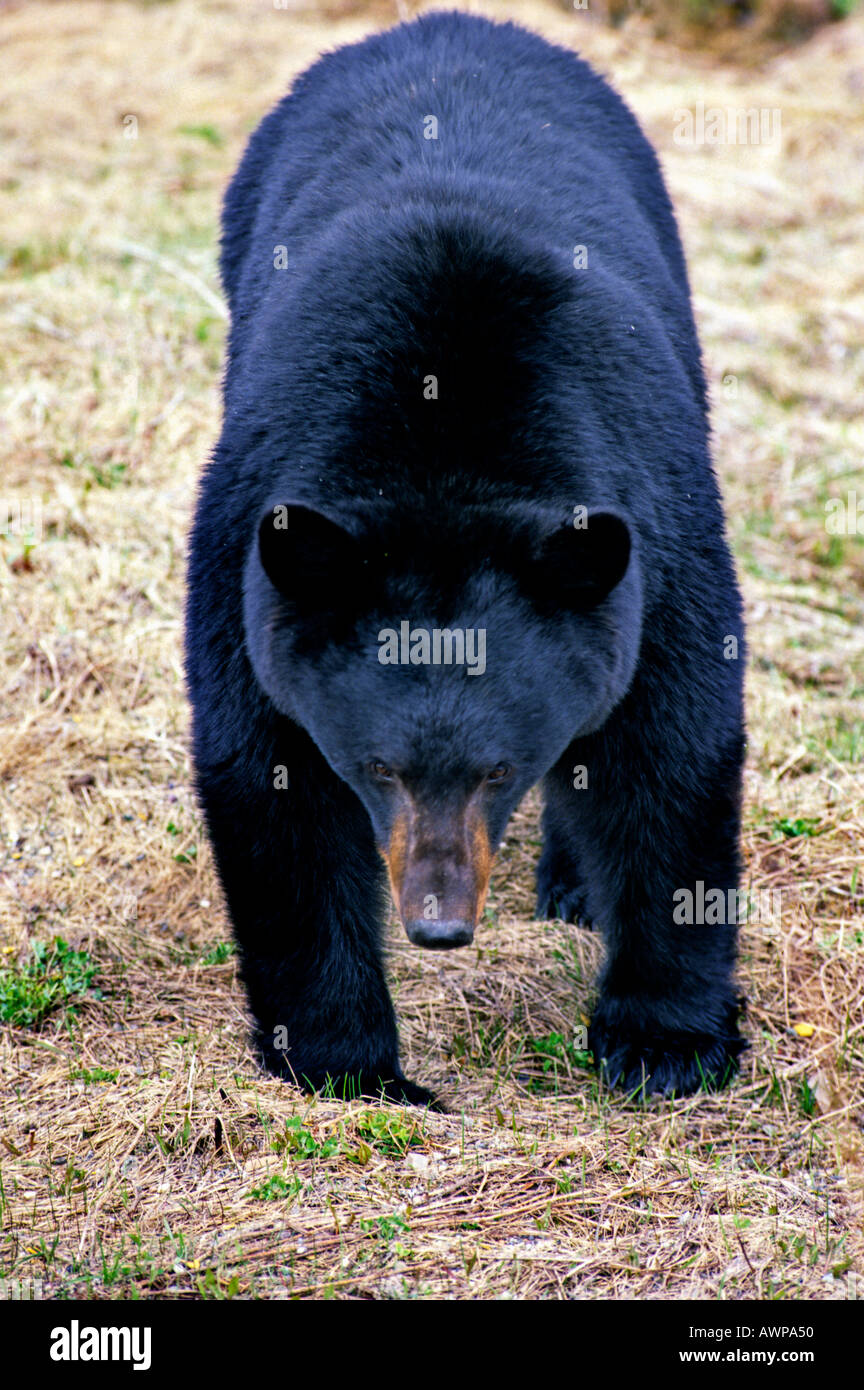 Black Bear striking an intimidating pose Stock Photo