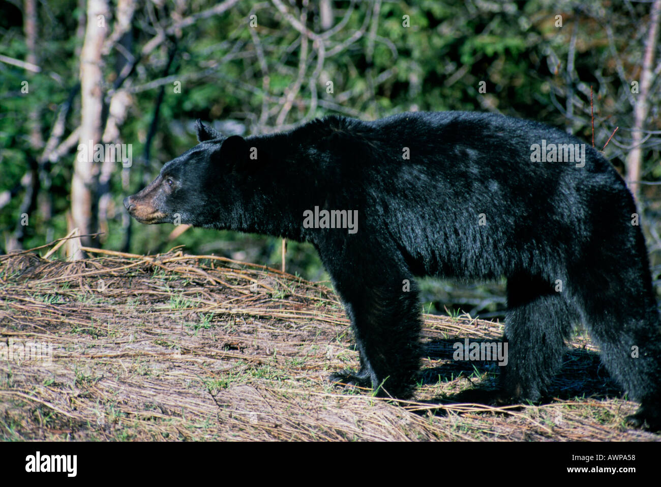 A Black Bear walking away Stock Photo